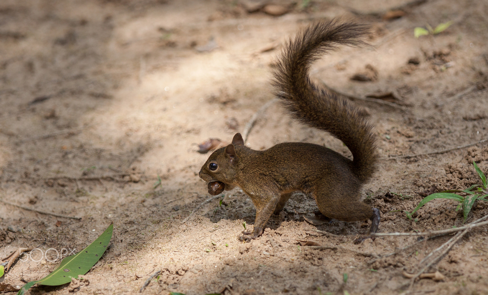 Canon EOS 50D sample photo. Squirrel photography