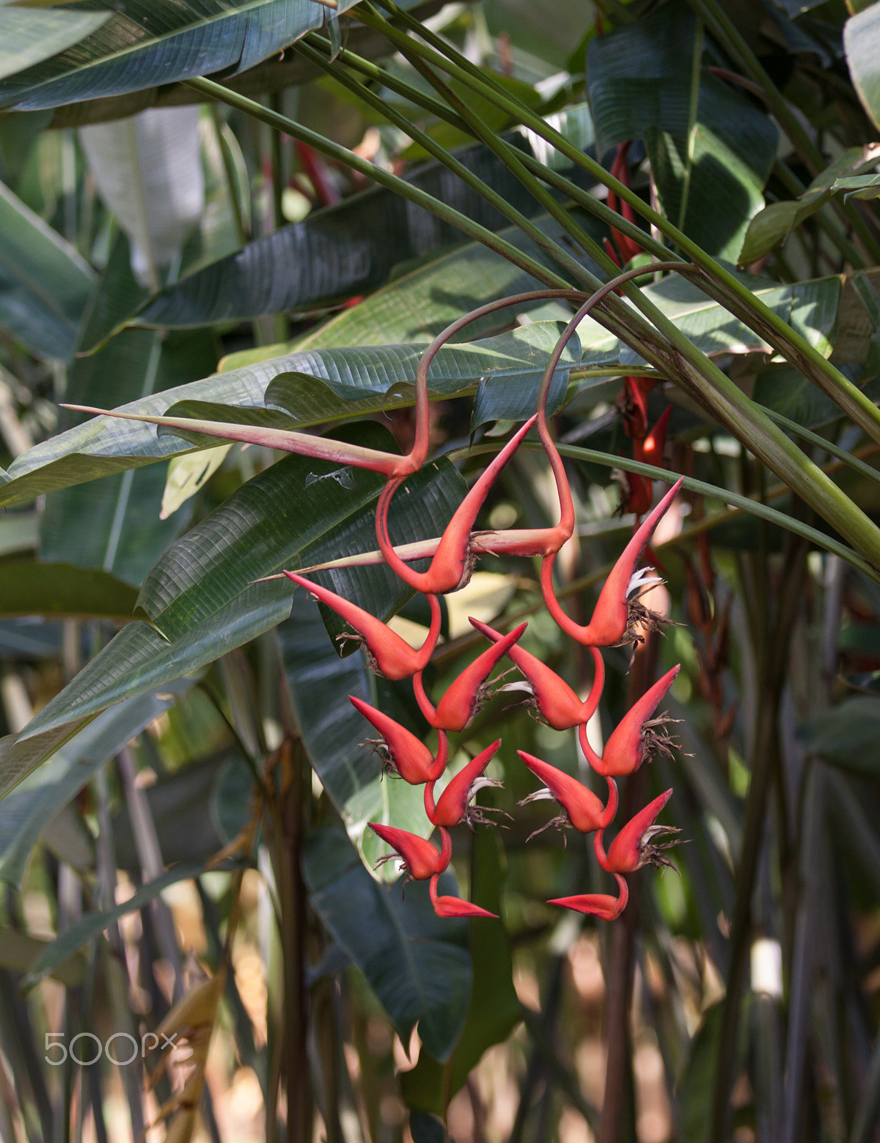 Canon EOS 50D sample photo. Heliconia photography