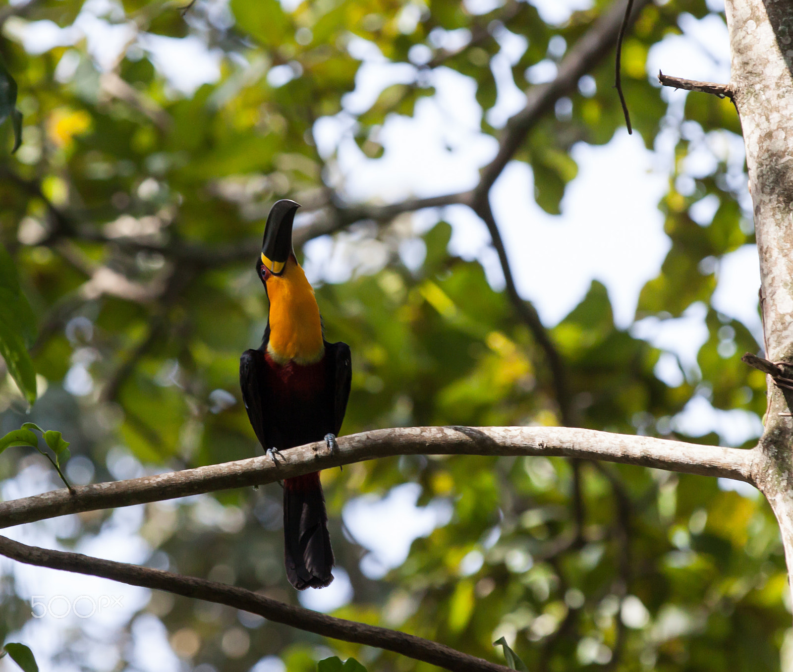 Canon EOS 50D sample photo. Ariel toucan ,jardim botanico photography