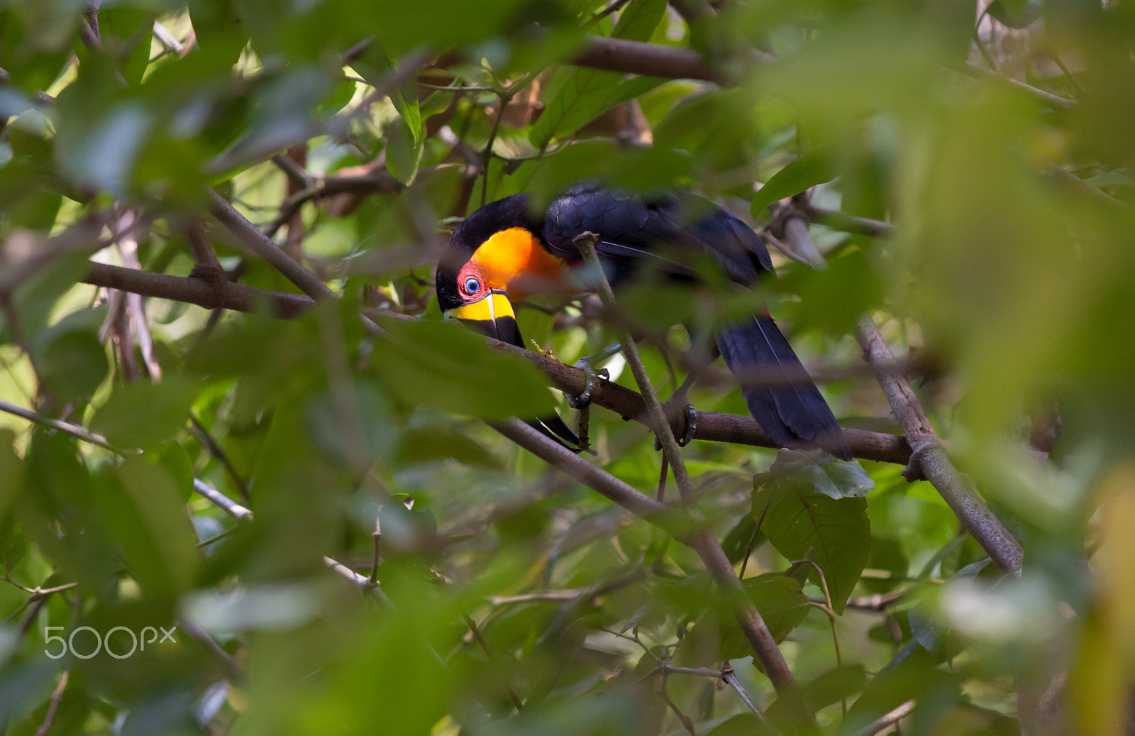 Canon EOS 50D sample photo. Ariel toucan ,jardim botanico photography
