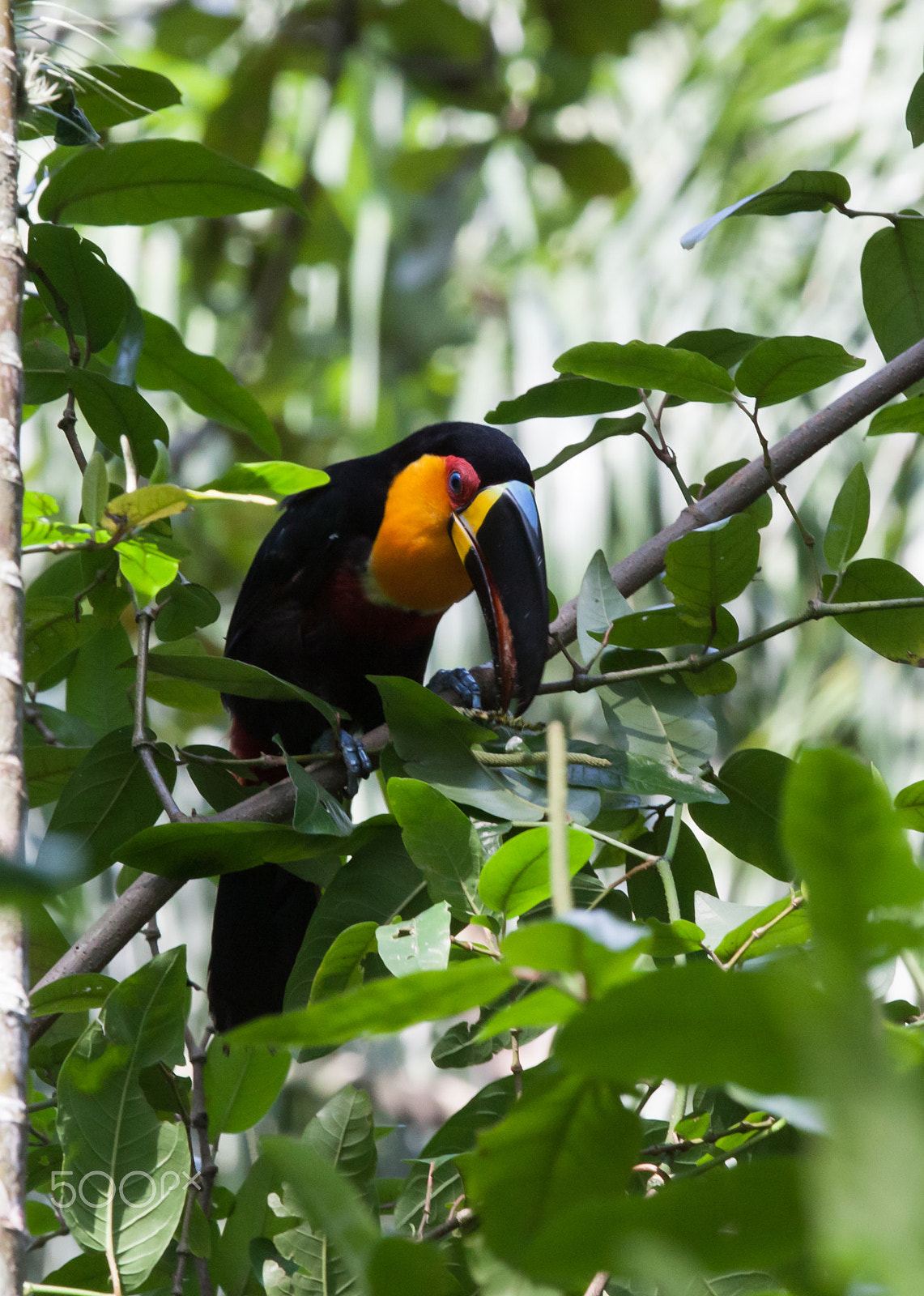 Canon EOS 50D sample photo. Ariel toucan ,jardim botanico photography