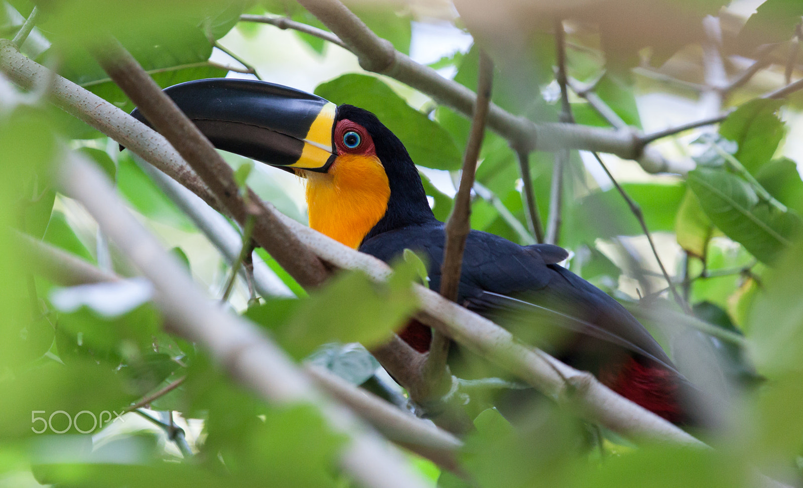Canon EOS 50D sample photo. Ariel toucan ,jardim botanico photography