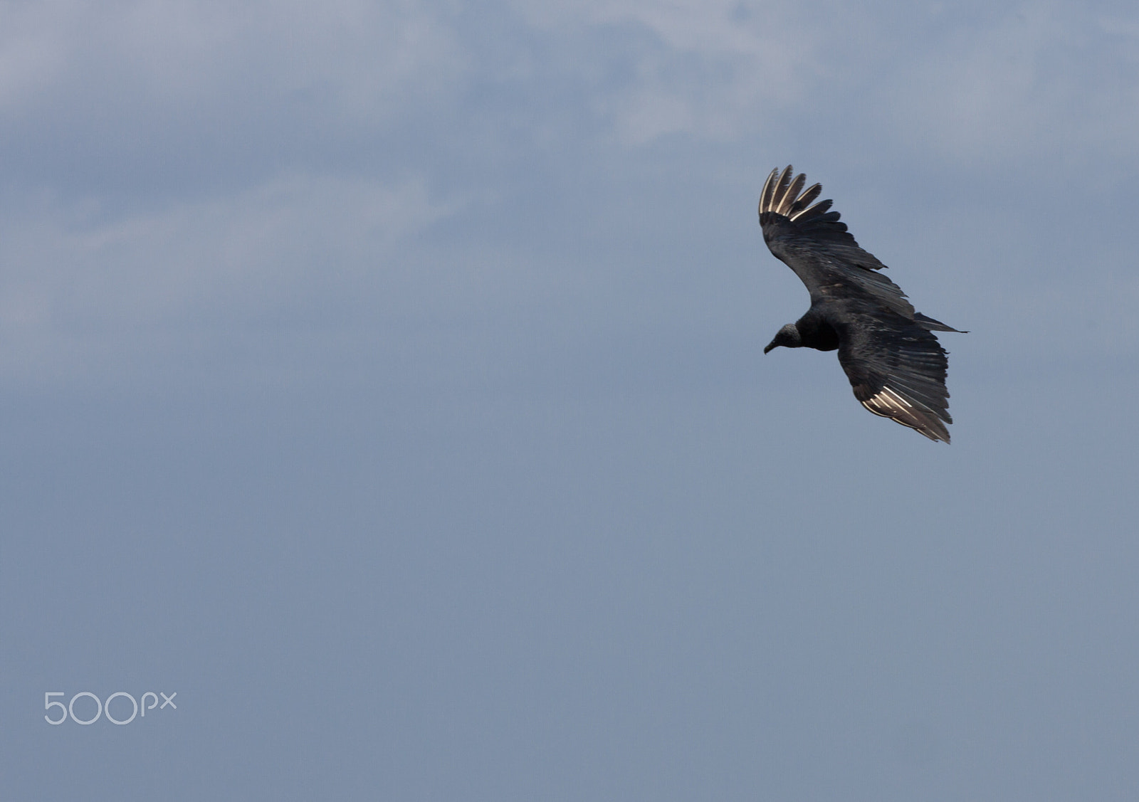 Canon EOS 50D sample photo. Zwarte gier , black vulture ,coragyps atratus ,  photography