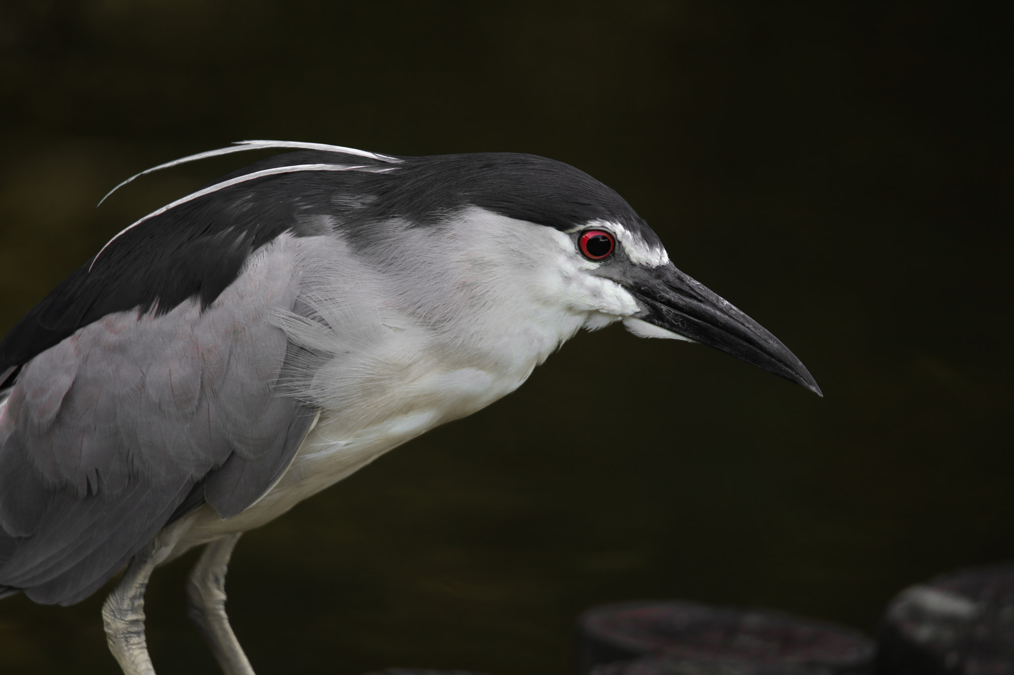 Canon EOS 5DS + Tamron SP 150-600mm F5-6.3 Di VC USD sample photo. Night heron photography