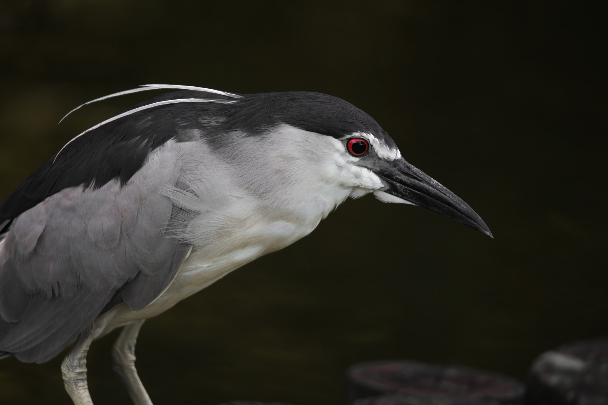 Tamron SP 150-600mm F5-6.3 Di VC USD sample photo. Night heron photography