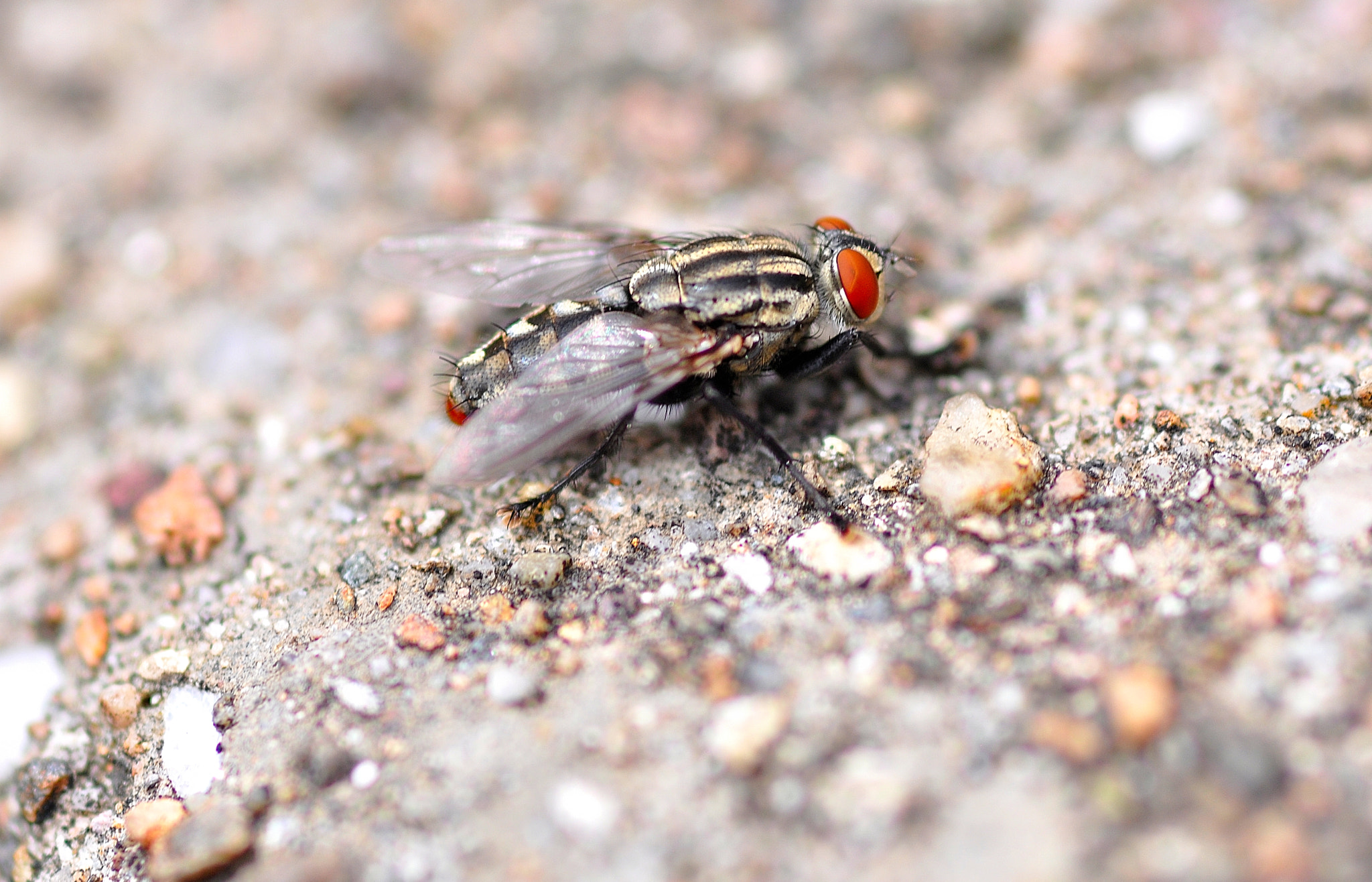 Sigma 105mm F2.8 EX DG Macro sample photo. Moscow photography