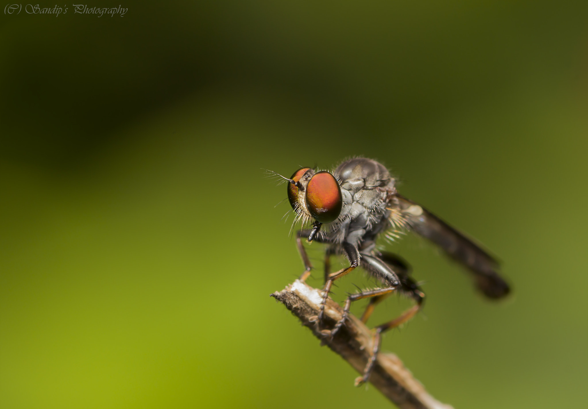 Canon EOS 600D (Rebel EOS T3i / EOS Kiss X5) + Tamron SP AF 90mm F2.8 Di Macro sample photo. Waiting for the prey.... photography