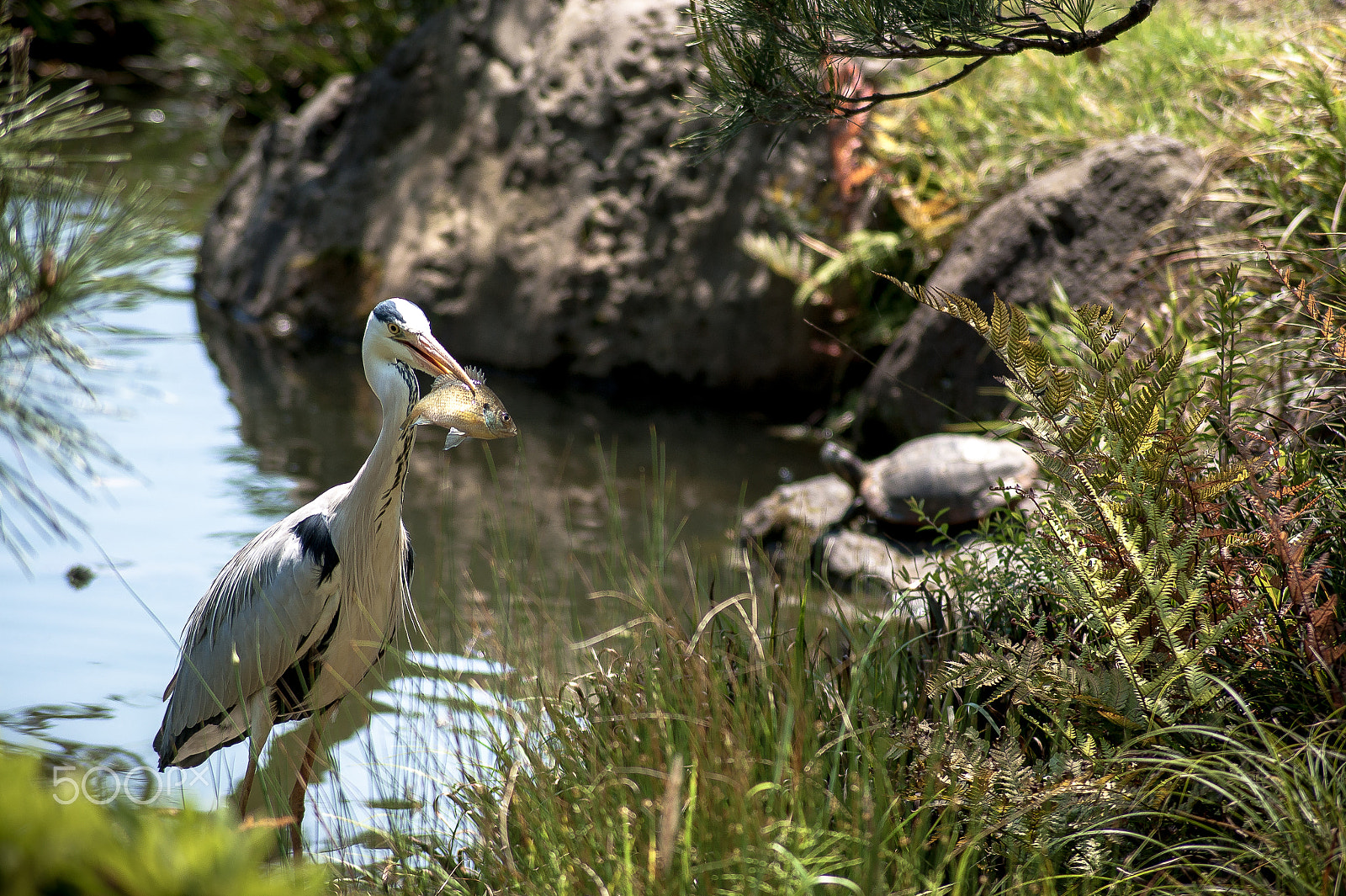 Sony Alpha DSLR-A350 + Sony DT 55-200mm F4-5.6 SAM sample photo. Japan2013jd photography