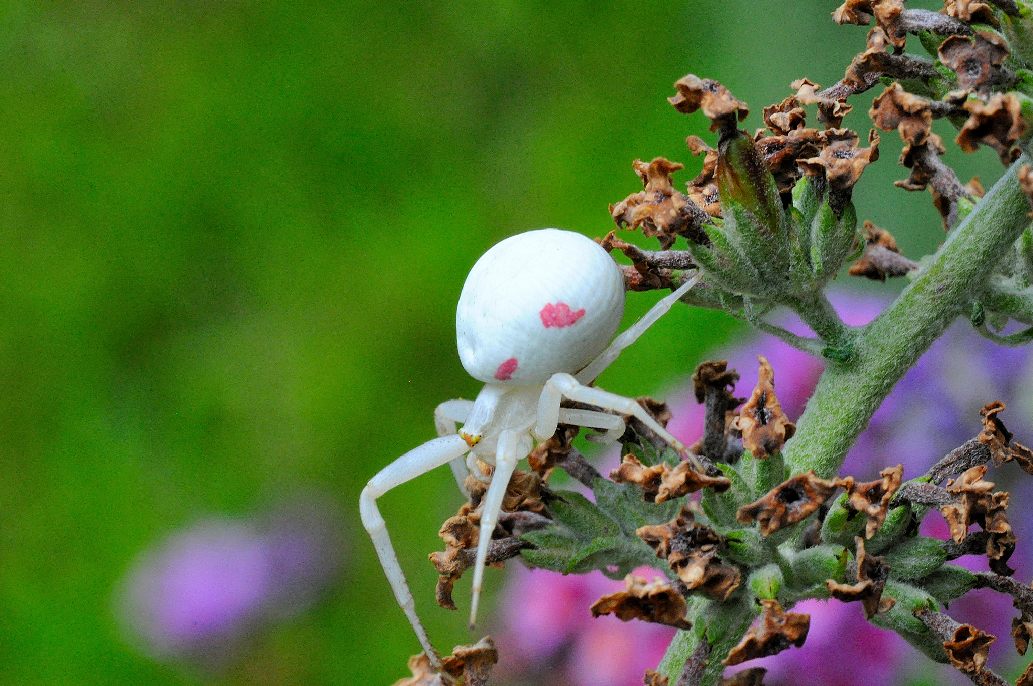 Sigma 105mm F2.8 EX DG Macro sample photo. Spider photography