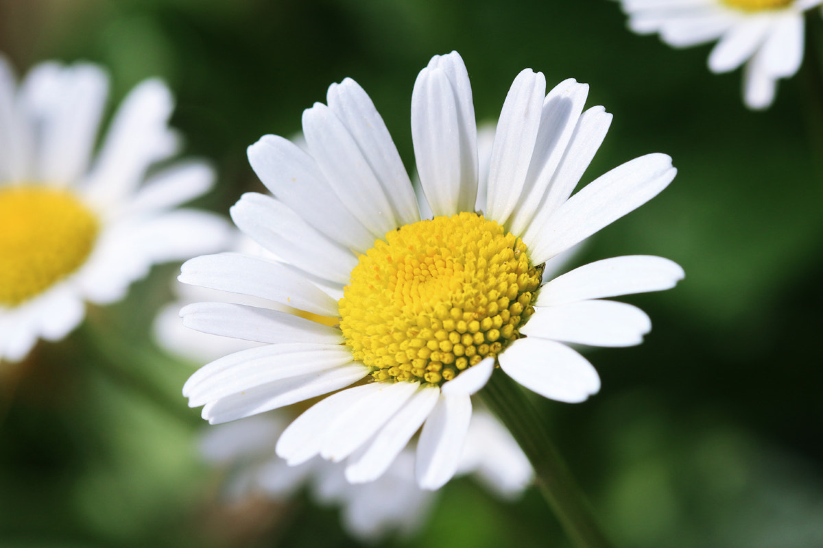 Canon EF 100mm F2.8 Macro USM sample photo. Daisy photography