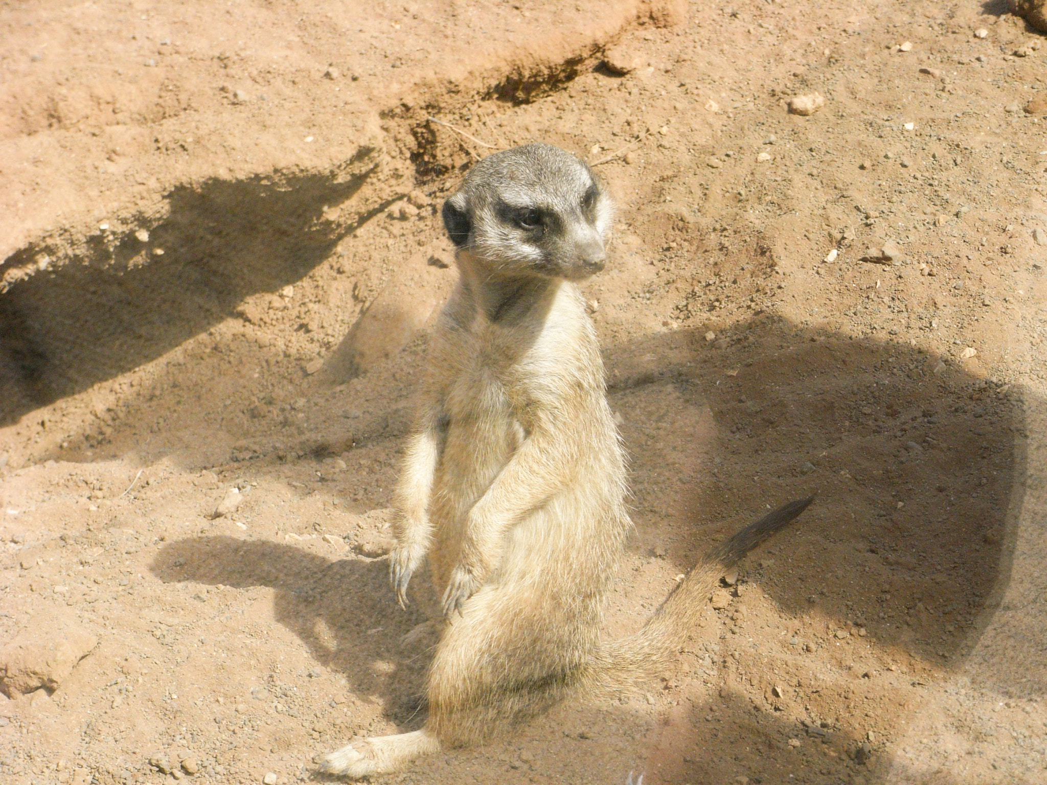 Ricoh Caplio R6 sample photo. On guard photography