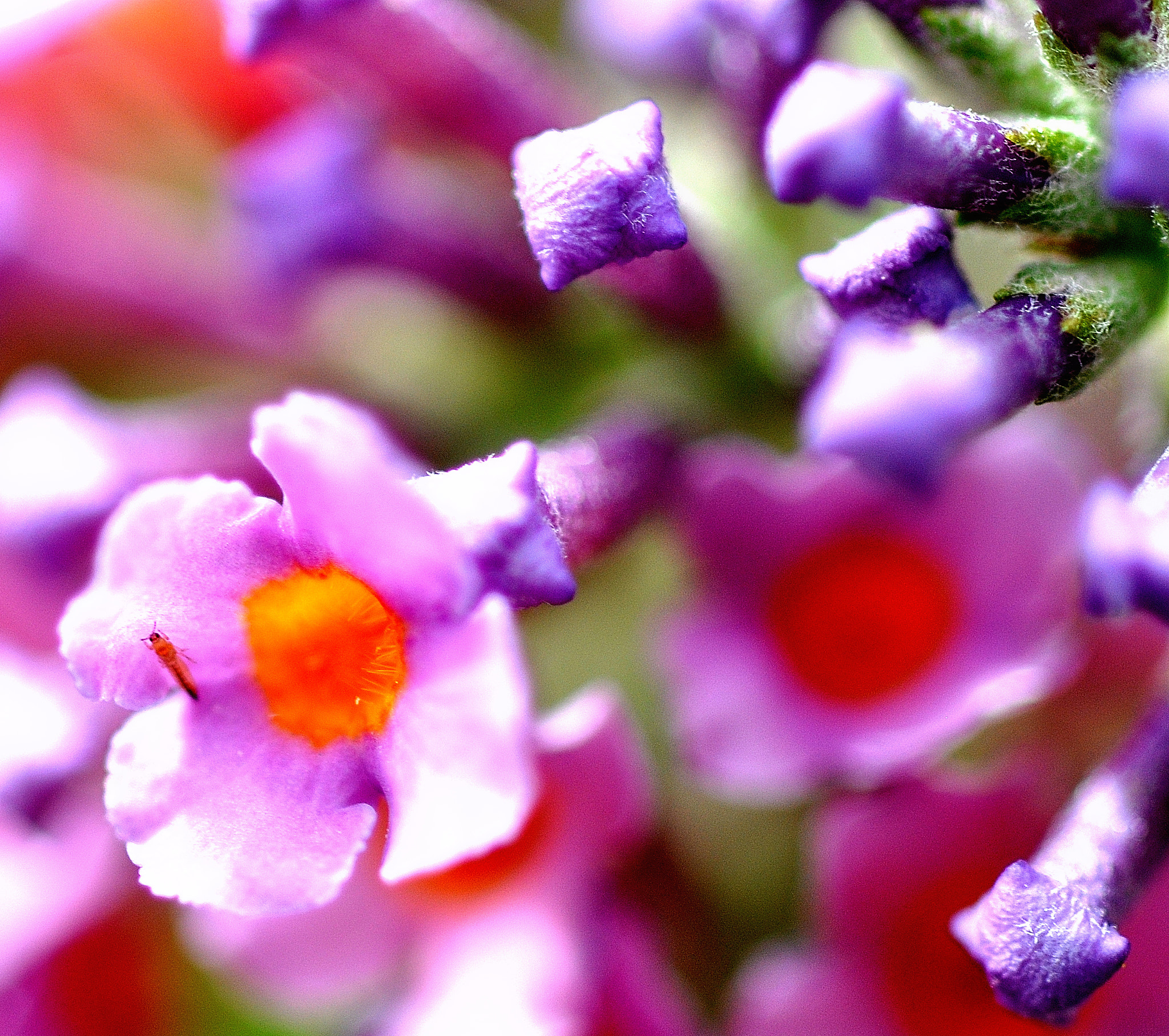Sigma 105mm F2.8 EX DG Macro sample photo. Micro insect photography