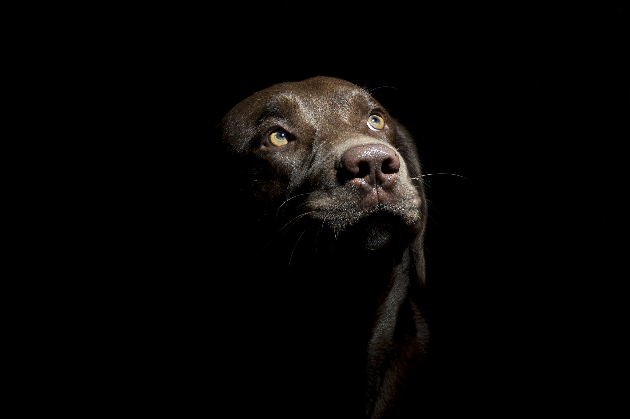 Canon EOS 50D + Canon EF 50mm F1.8 II sample photo. Labrador photography