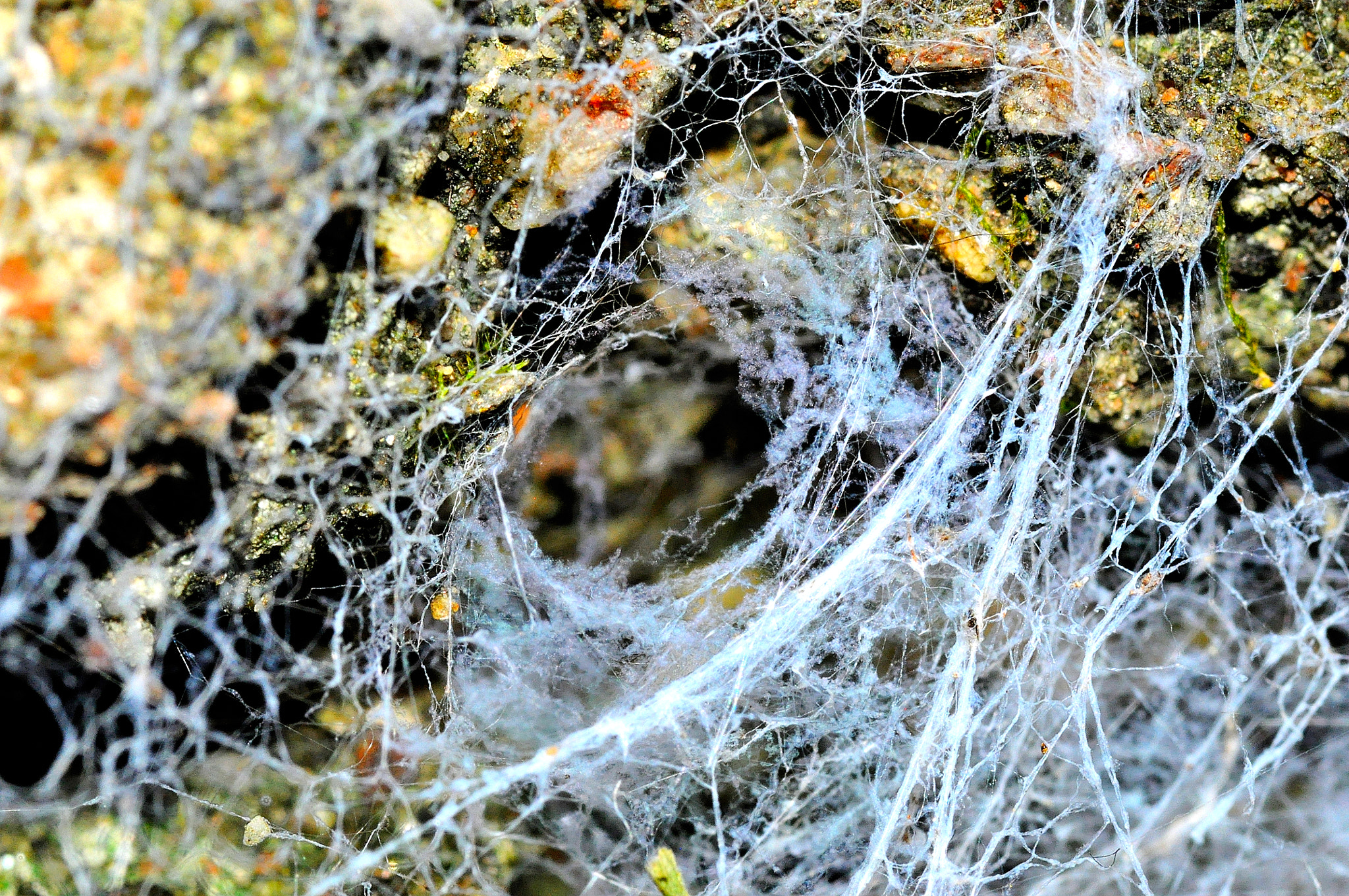Sigma 105mm F2.8 EX DG Macro sample photo. Cobweb photography