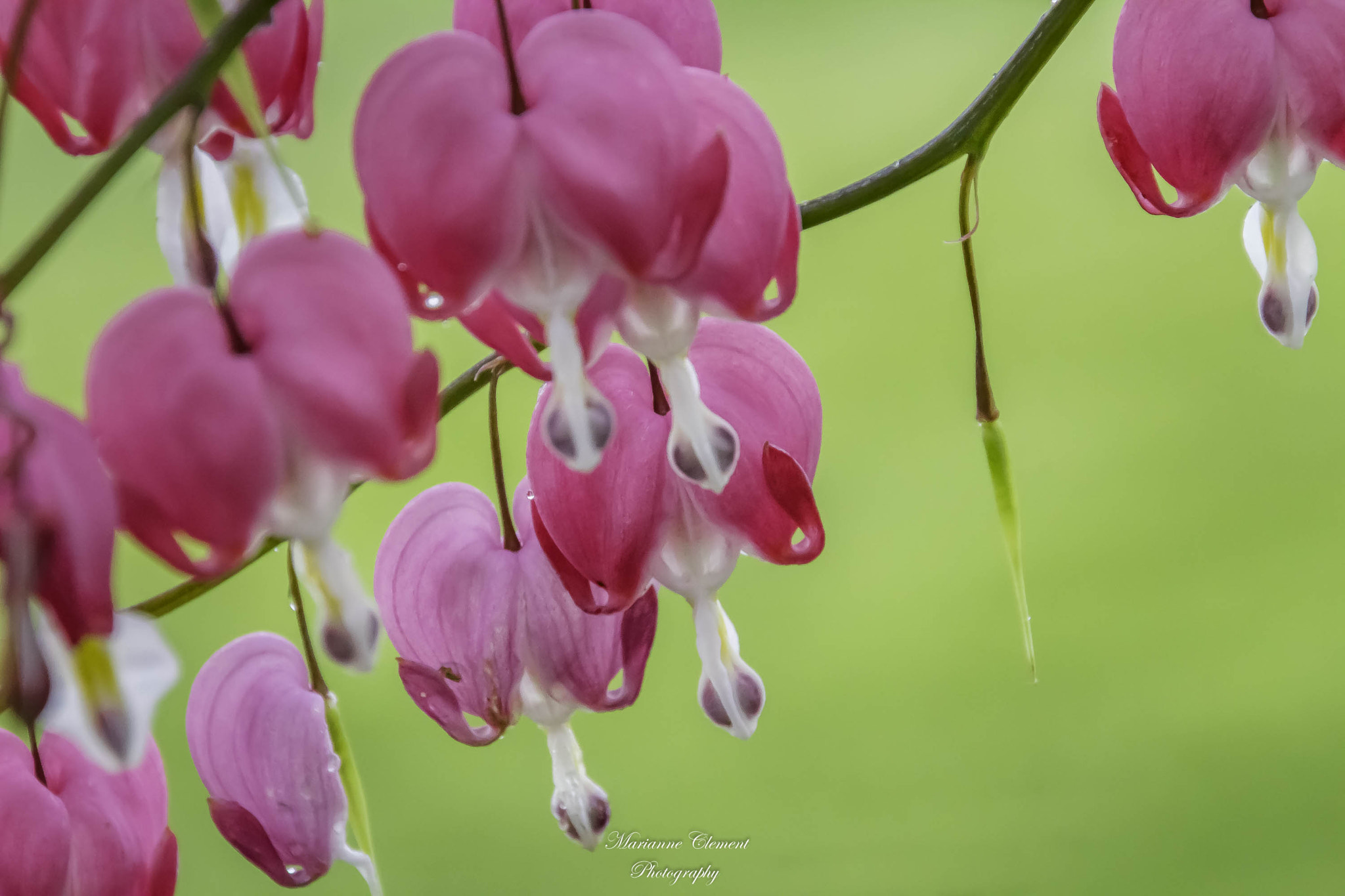 Canon EOS 1200D (EOS Rebel T5 / EOS Kiss X70 / EOS Hi) sample photo. Bleeding hearts photography