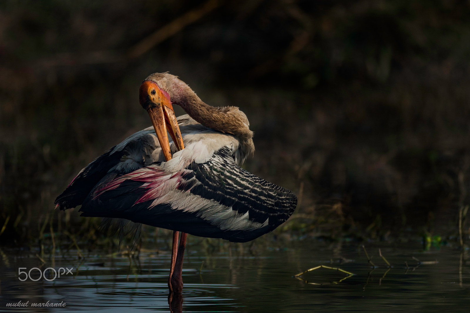 Canon EF 600mm f/4L IS sample photo. Painted stork photography