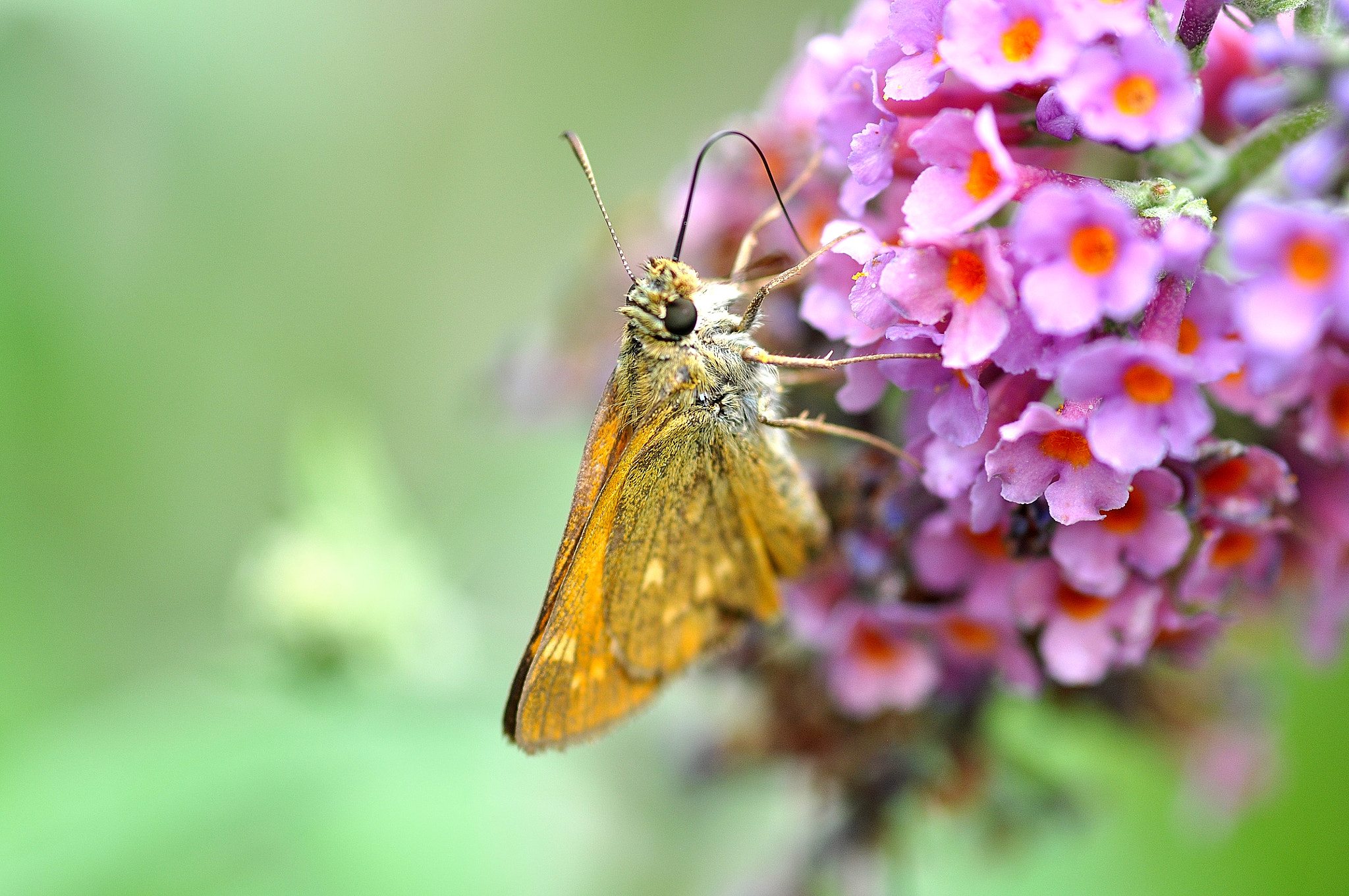 Sigma 105mm F2.8 EX DG Macro sample photo. Butterfly photography