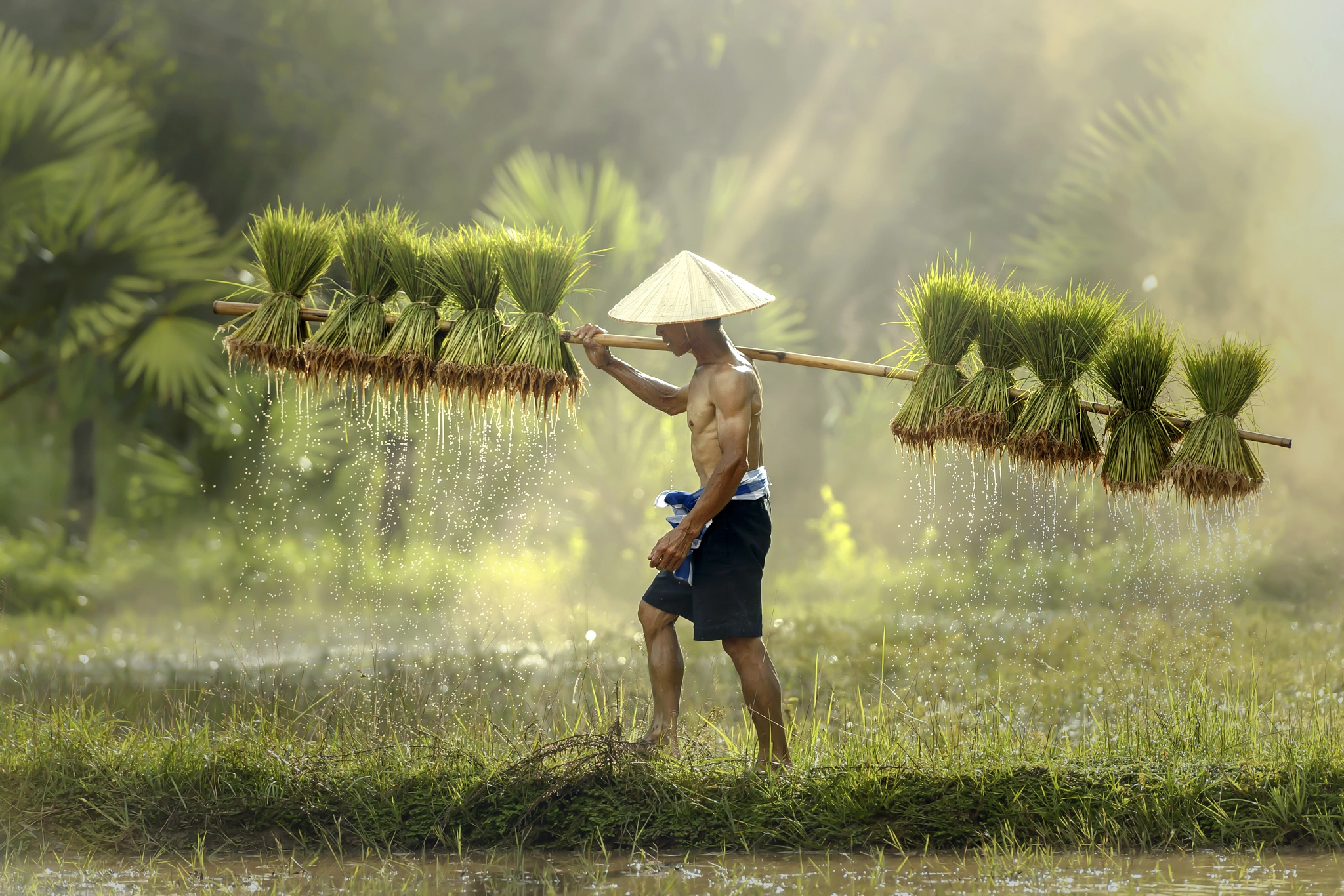 farmers-grow-rice-in-the-rainy-season-by-jakkree-thampitakkul-photo