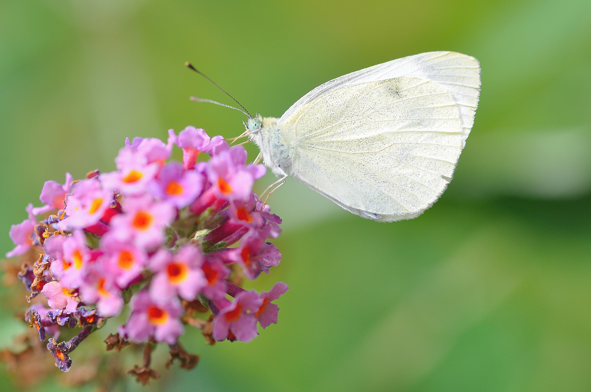 Sigma 105mm F2.8 EX DG Macro sample photo. White butterfly photography