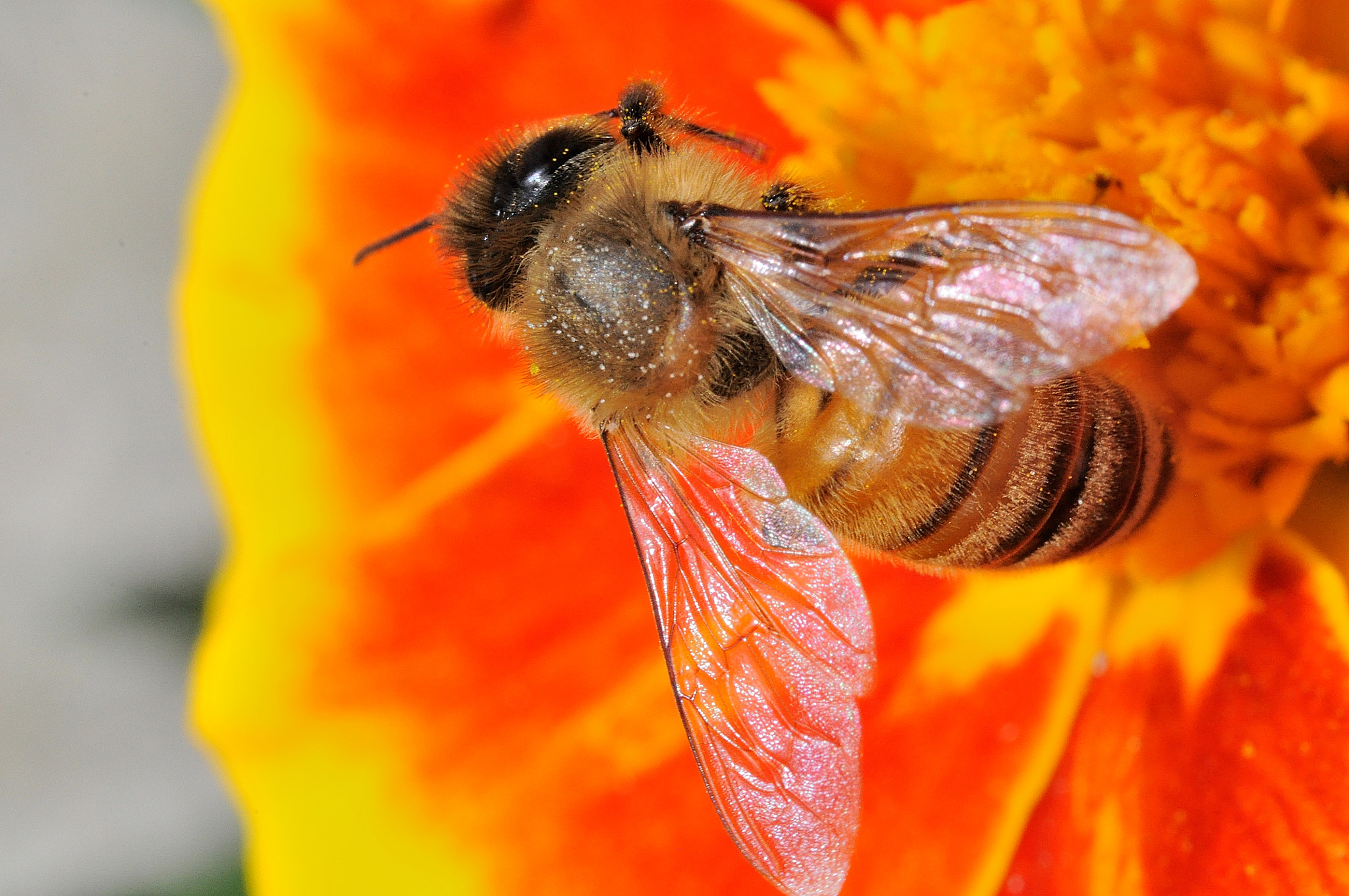 Sigma 105mm F2.8 EX DG Macro sample photo. Bee photography