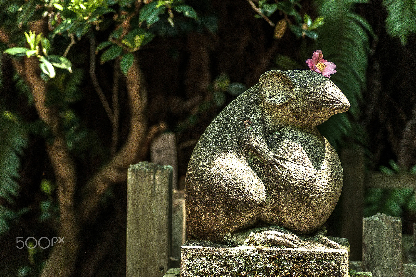 Sony DT 55-200mm F4-5.6 SAM sample photo. Japan2013jd photography