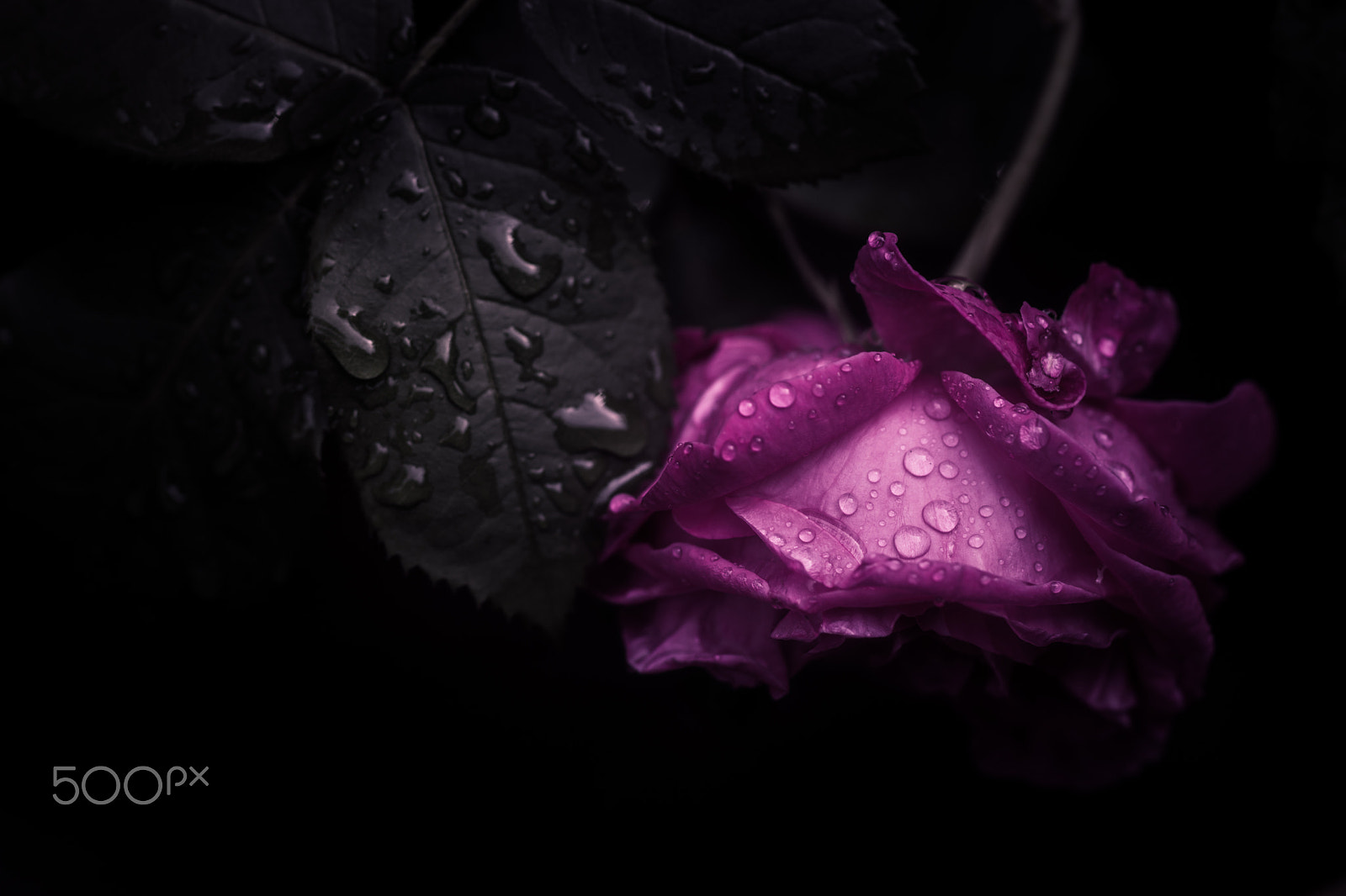 Sony 100mm F2.8 Macro sample photo. Identity photography