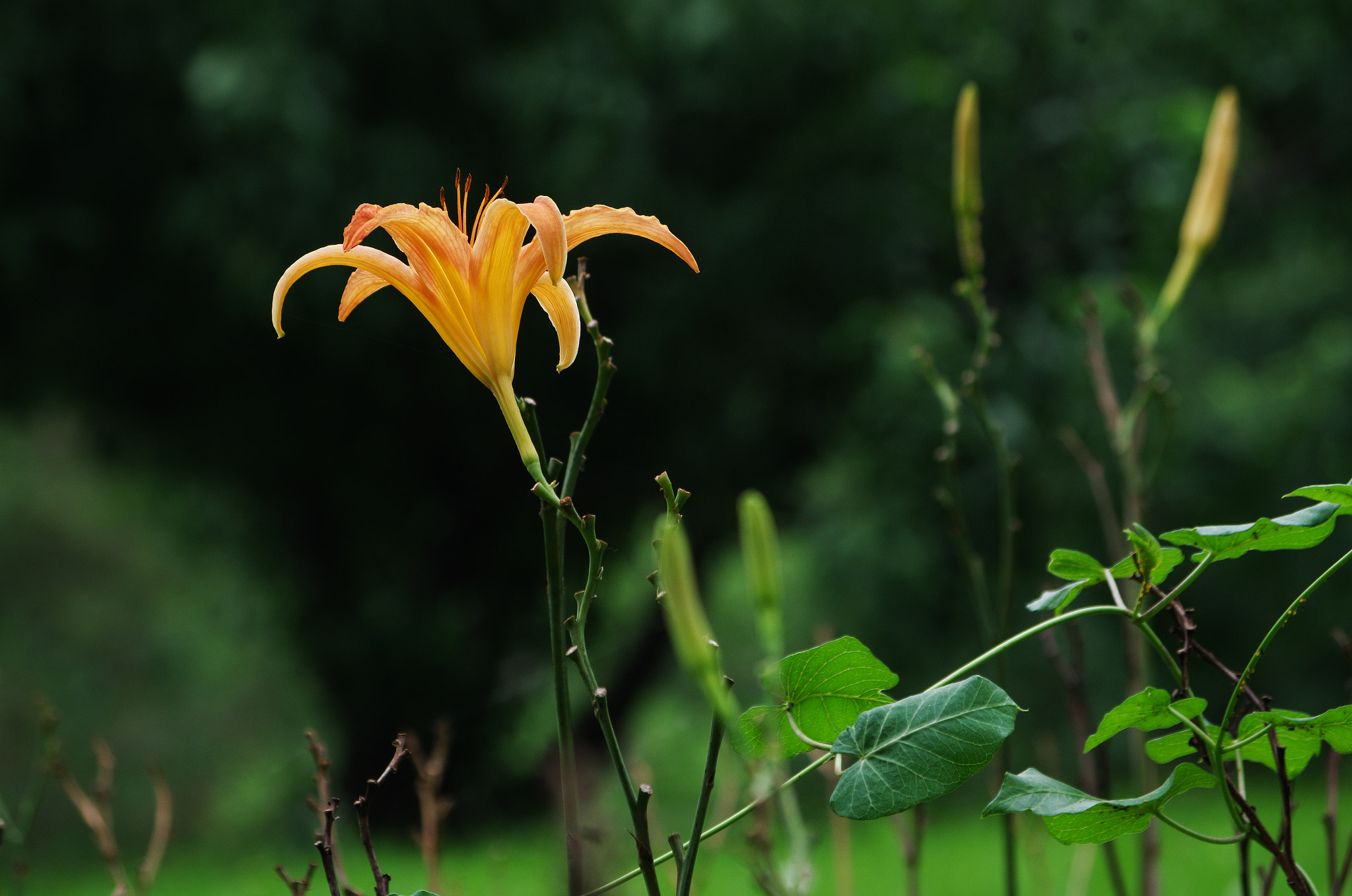 Pentax K-30 + Pentax smc DA 50-200mm F4-5.6 ED sample photo. Tiger lily photography