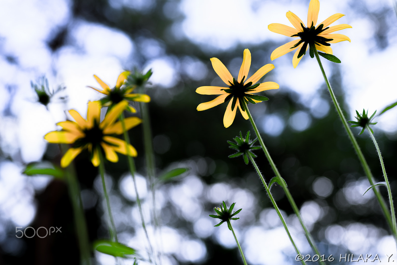 Sigma 70mm F2.8 EX DG Macro sample photo. 28613944882.jpg photography