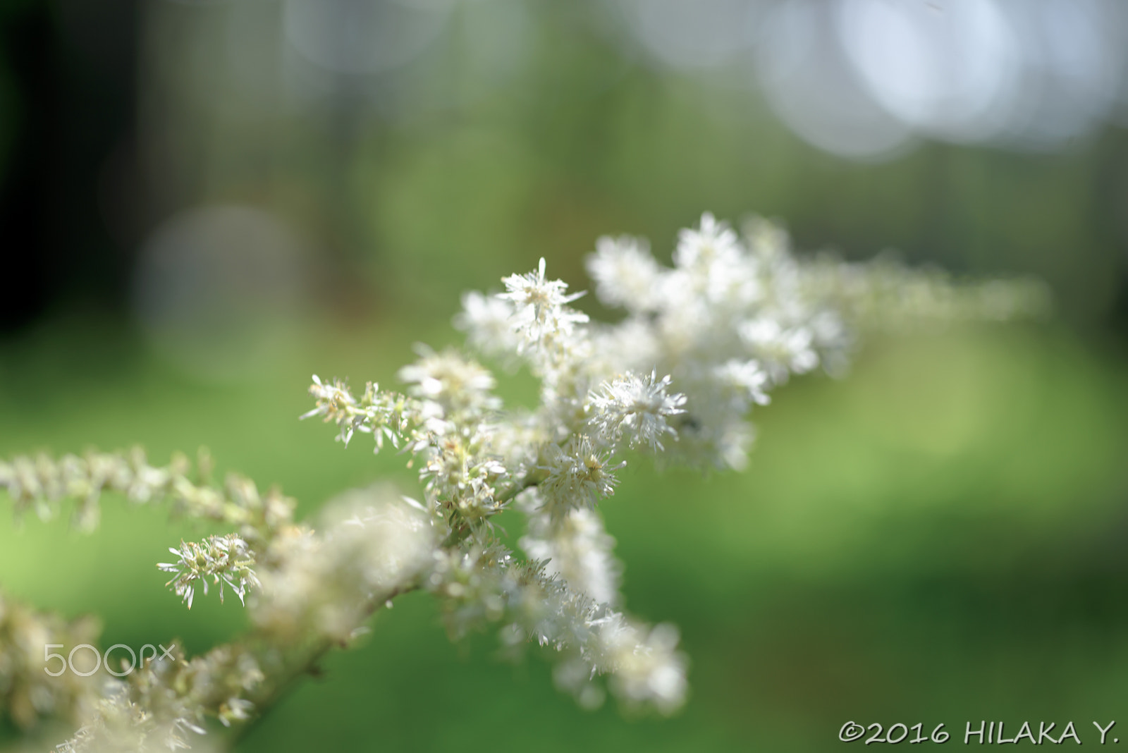 Sigma 70mm F2.8 EX DG Macro sample photo. 28080254823.jpg photography