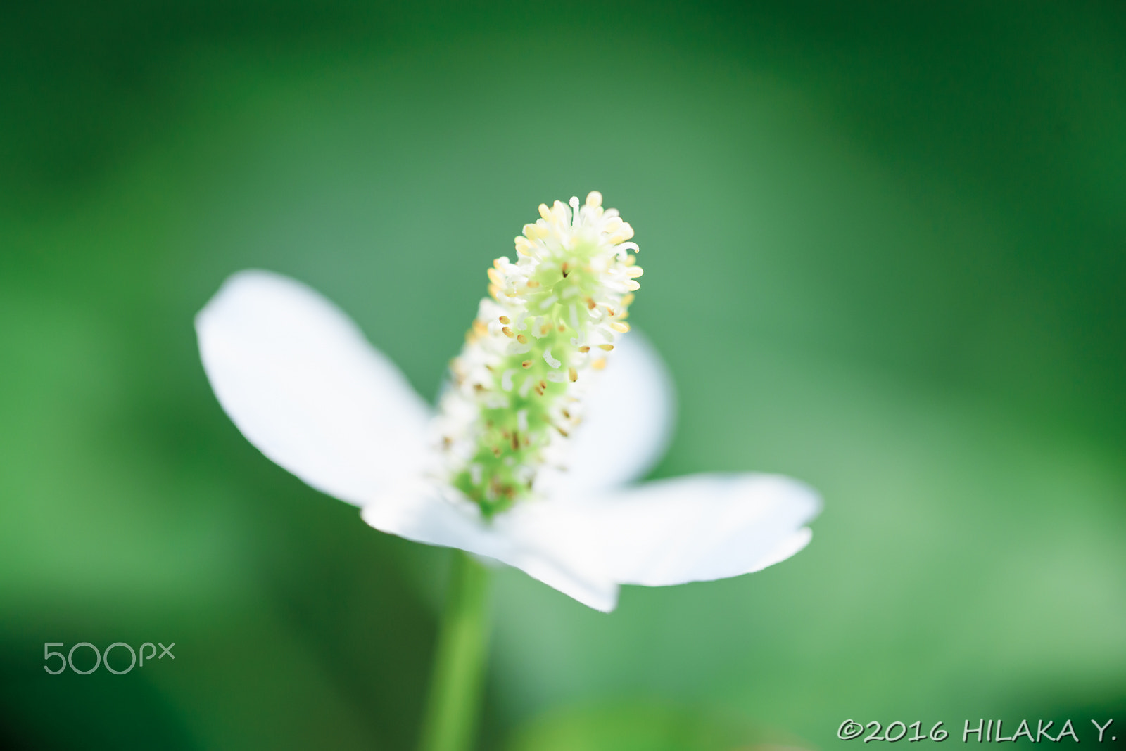 Nikon D750 + Sigma 70mm F2.8 EX DG Macro sample photo. 28663770316.jpg photography