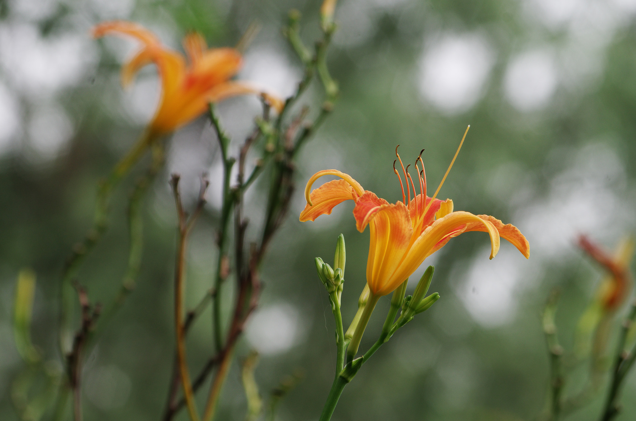 Pentax K-30 + Pentax smc DA 50-200mm F4-5.6 ED sample photo. Tiger lily photography