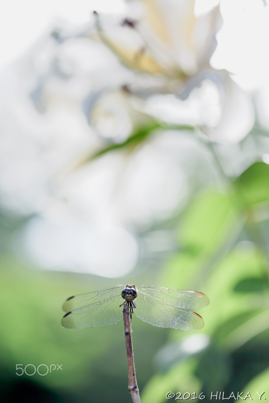 Nikon D750 + Sigma 70mm F2.8 EX DG Macro sample photo. 28078850414.jpg photography