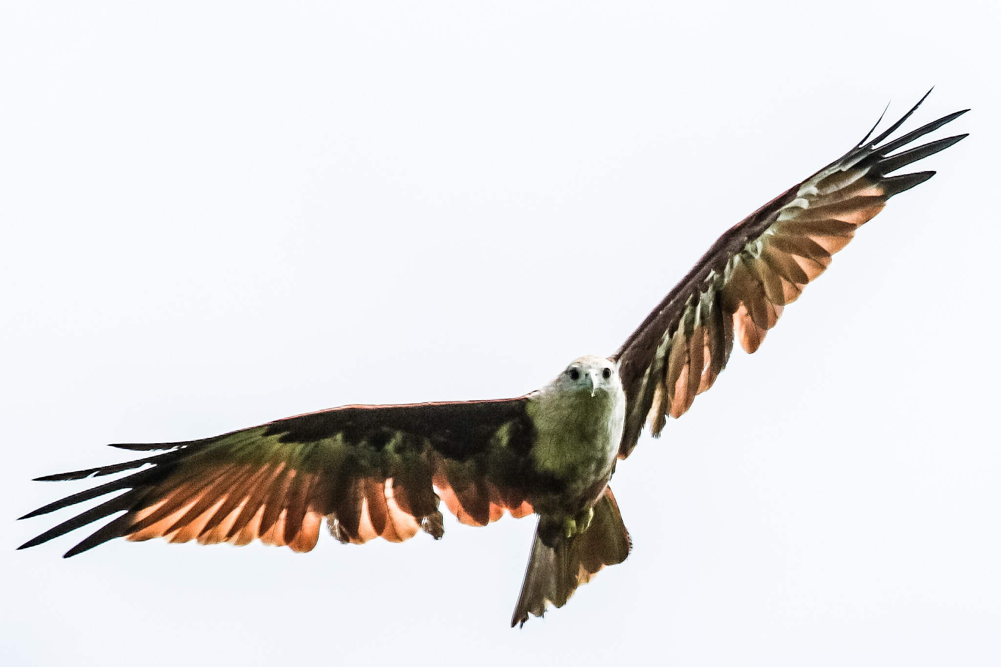 Canon EF 100-400mm F4.5-5.6L IS USM sample photo