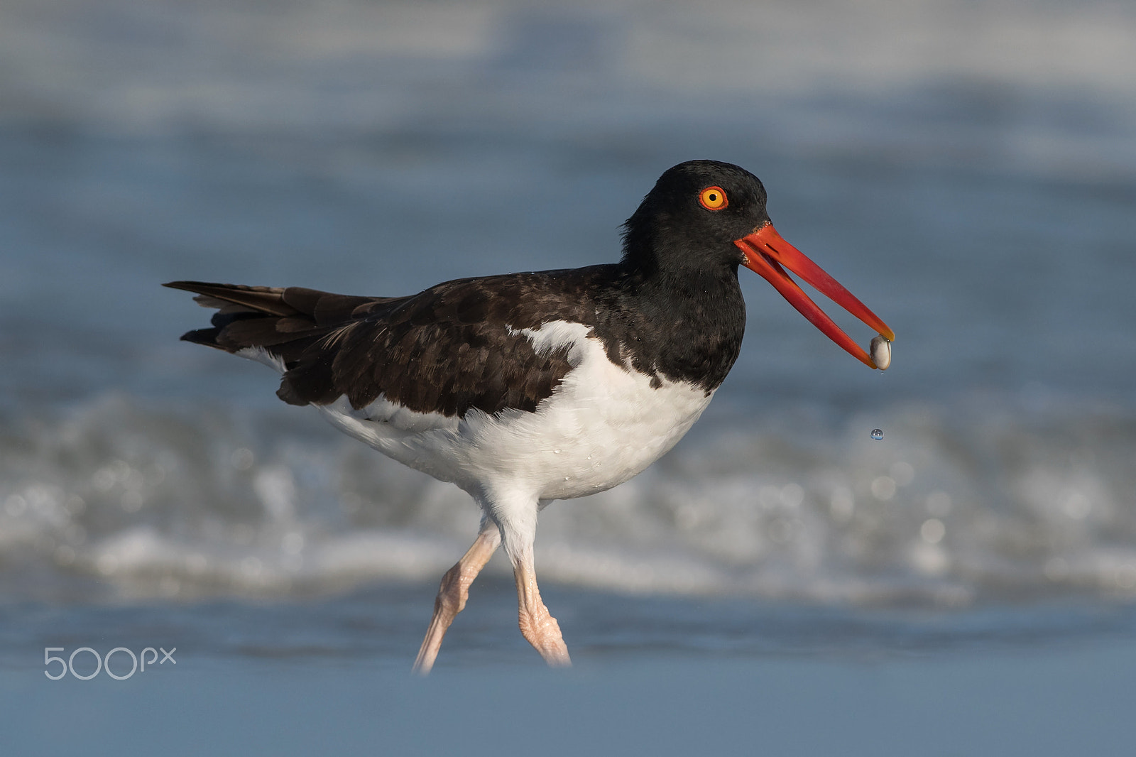 Nikon D500 + Nikon AF-S Nikkor 300mm F4D ED-IF sample photo. Coquina catcher photography