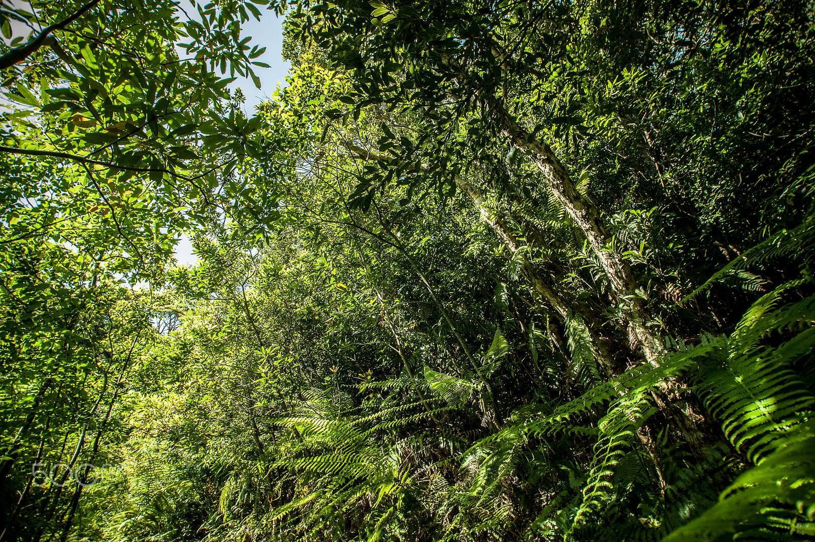 Sony DT 11-18mm F4.5-5.6 sample photo. Japan2013jd photography