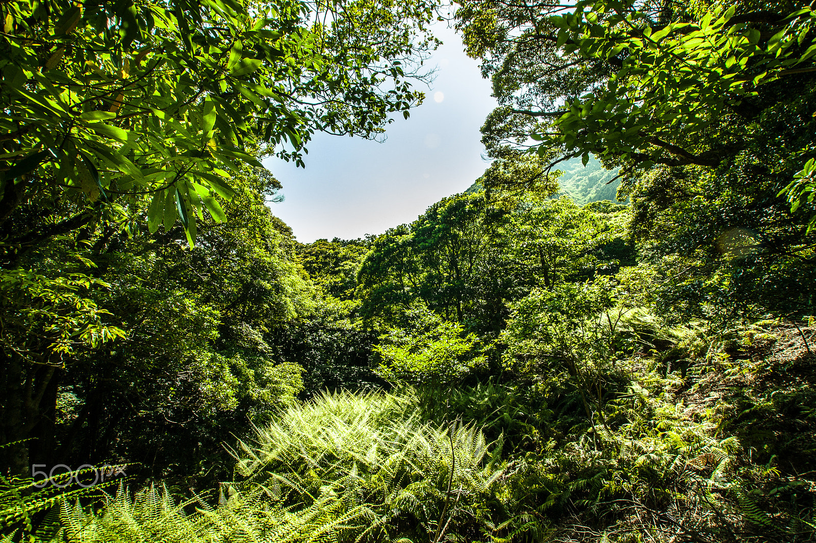 Sony Alpha DSLR-A350 sample photo. Japan2013jd photography