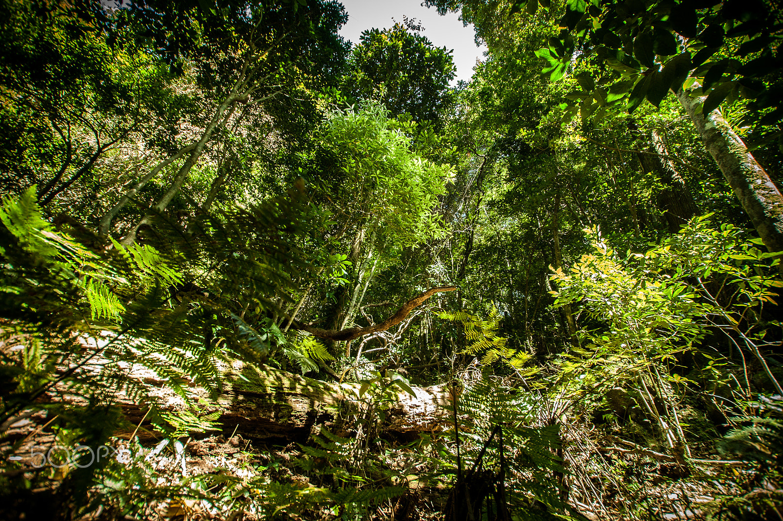 Sony DT 11-18mm F4.5-5.6 sample photo. Japan2013jd photography