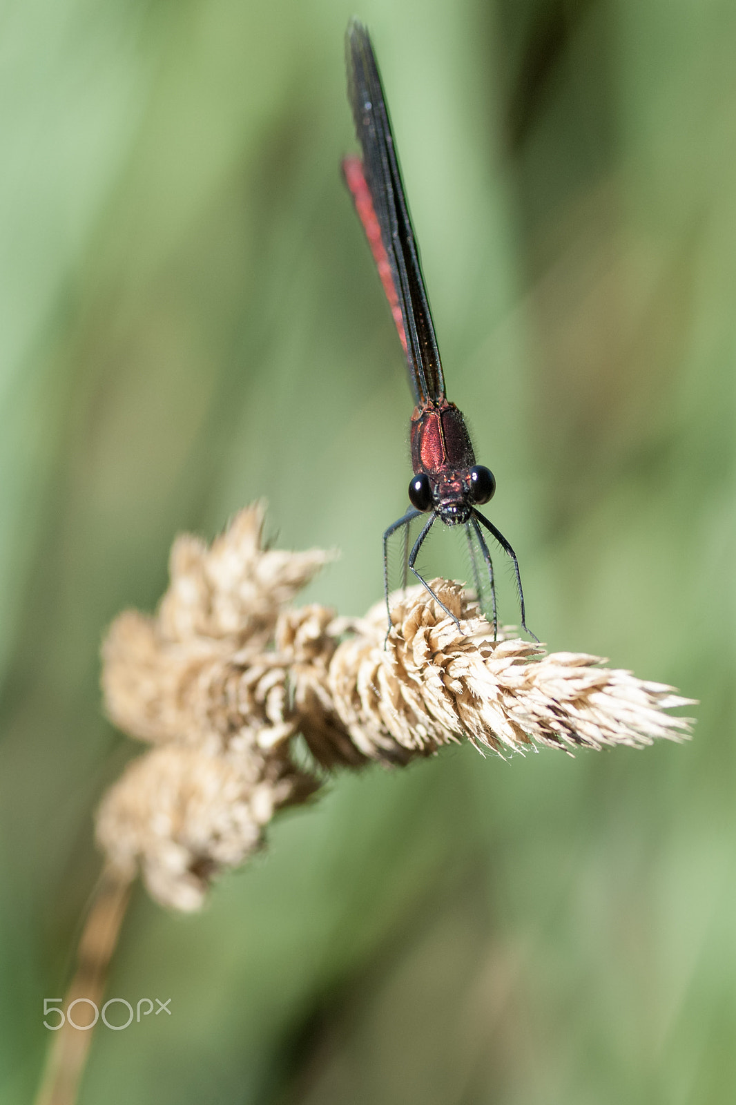 Nikon D2X sample photo. Red damselfly photography