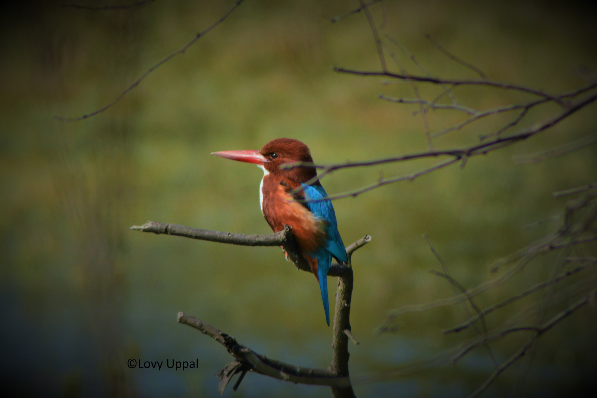 Nikon AF Nikkor 70-300mm F4-5.6G sample photo. White breasted kingfisher photography