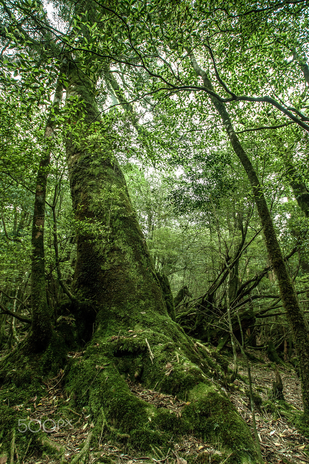 Sony Alpha DSLR-A350 sample photo. Japan2013jd photography