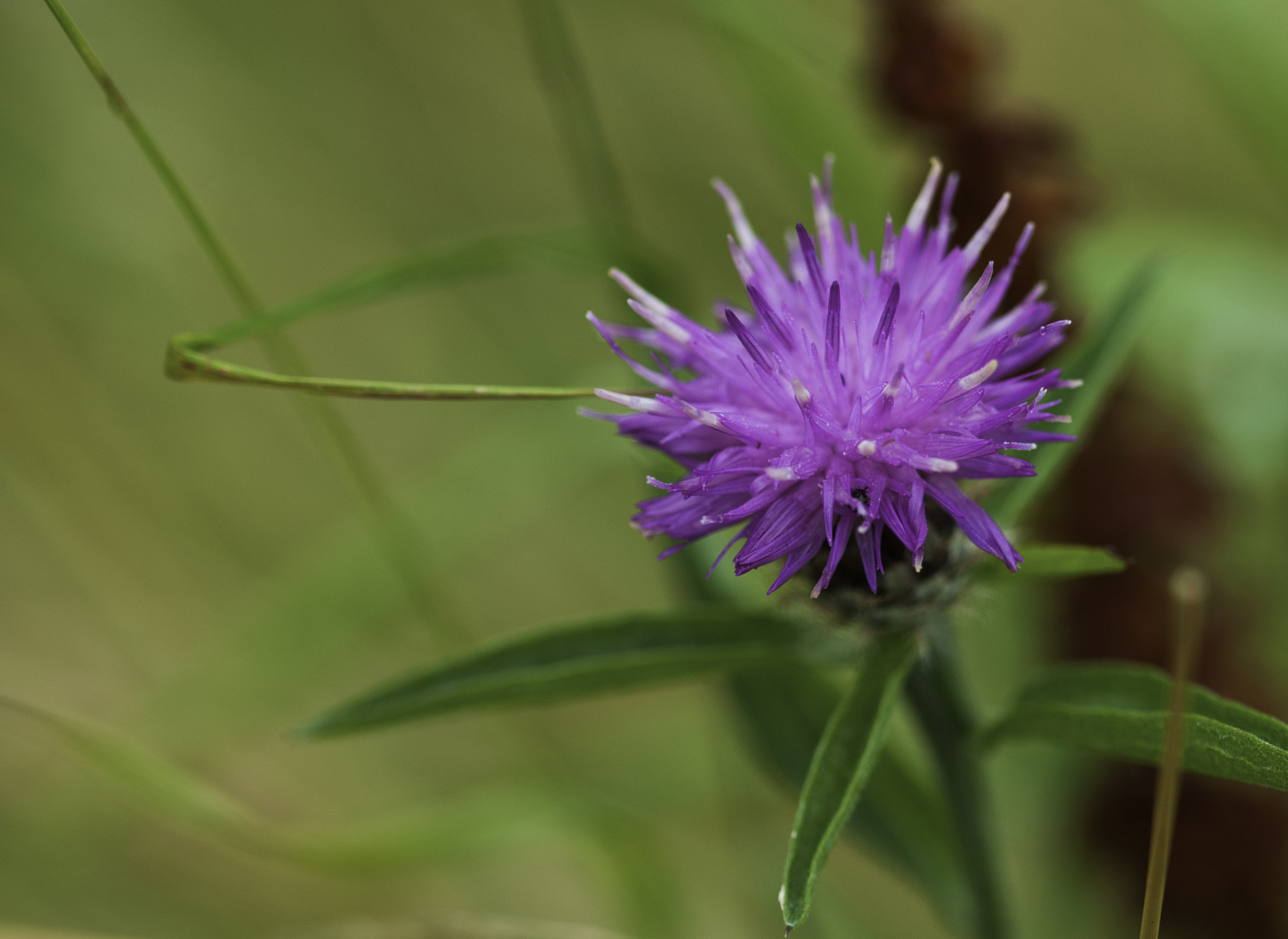 Sigma 105mm F2.8 EX DG OS HSM sample photo. Local hedgerow photography