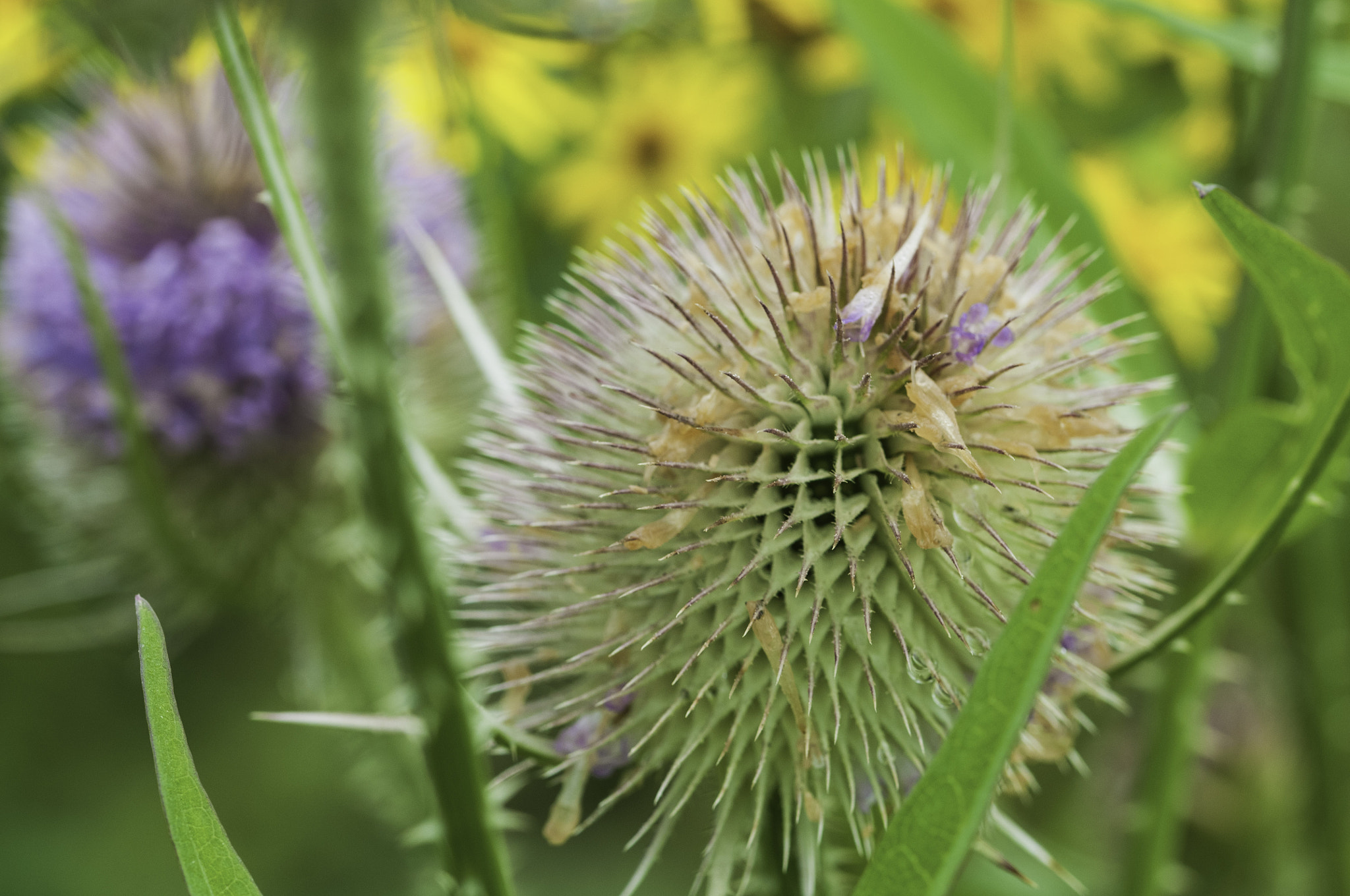 Sigma 105mm F2.8 EX DG OS HSM sample photo. Local hedgerow photography