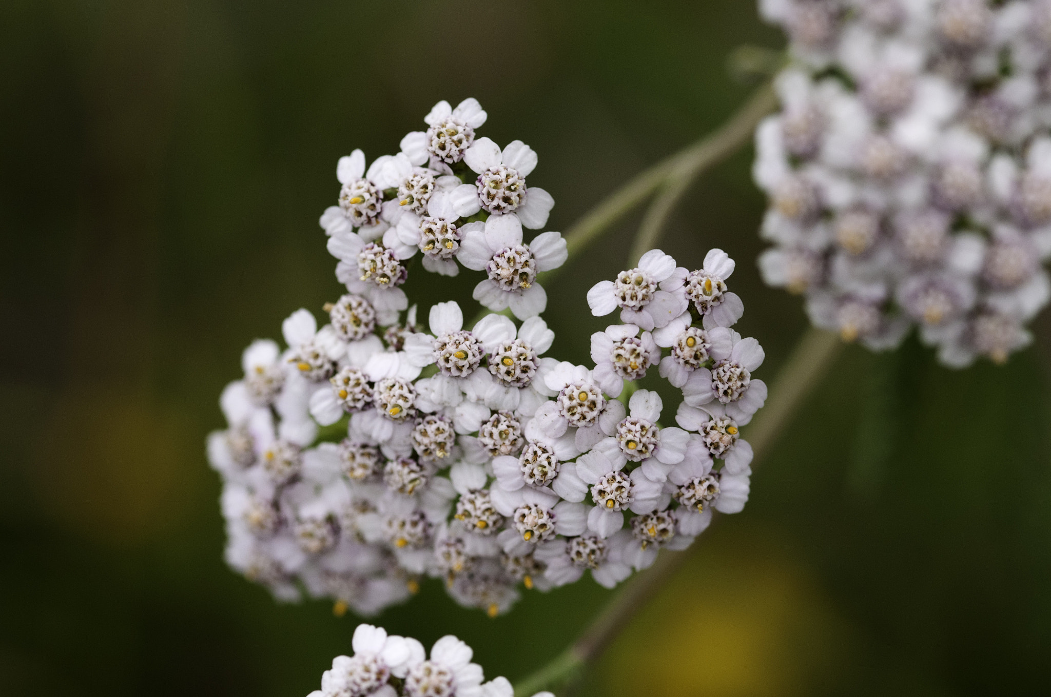 Sigma 105mm F2.8 EX DG OS HSM sample photo. Local hedgerow photography