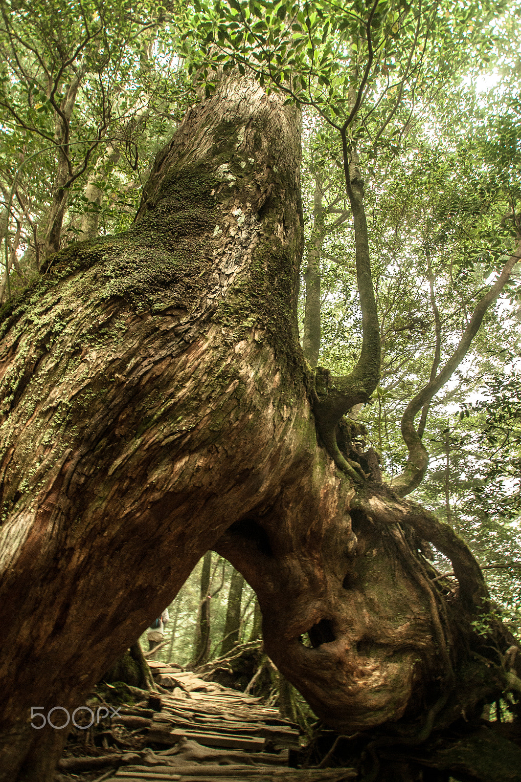 Sony Alpha DSLR-A350 sample photo. Japan2013jd photography