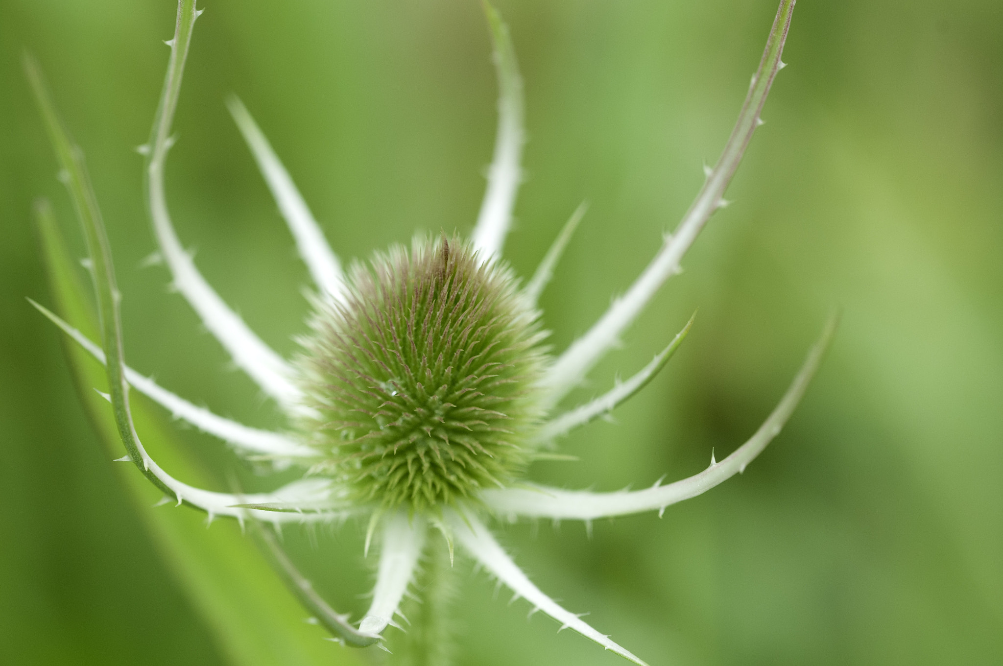 Sigma 105mm F2.8 EX DG OS HSM sample photo. Local hedgerow photography