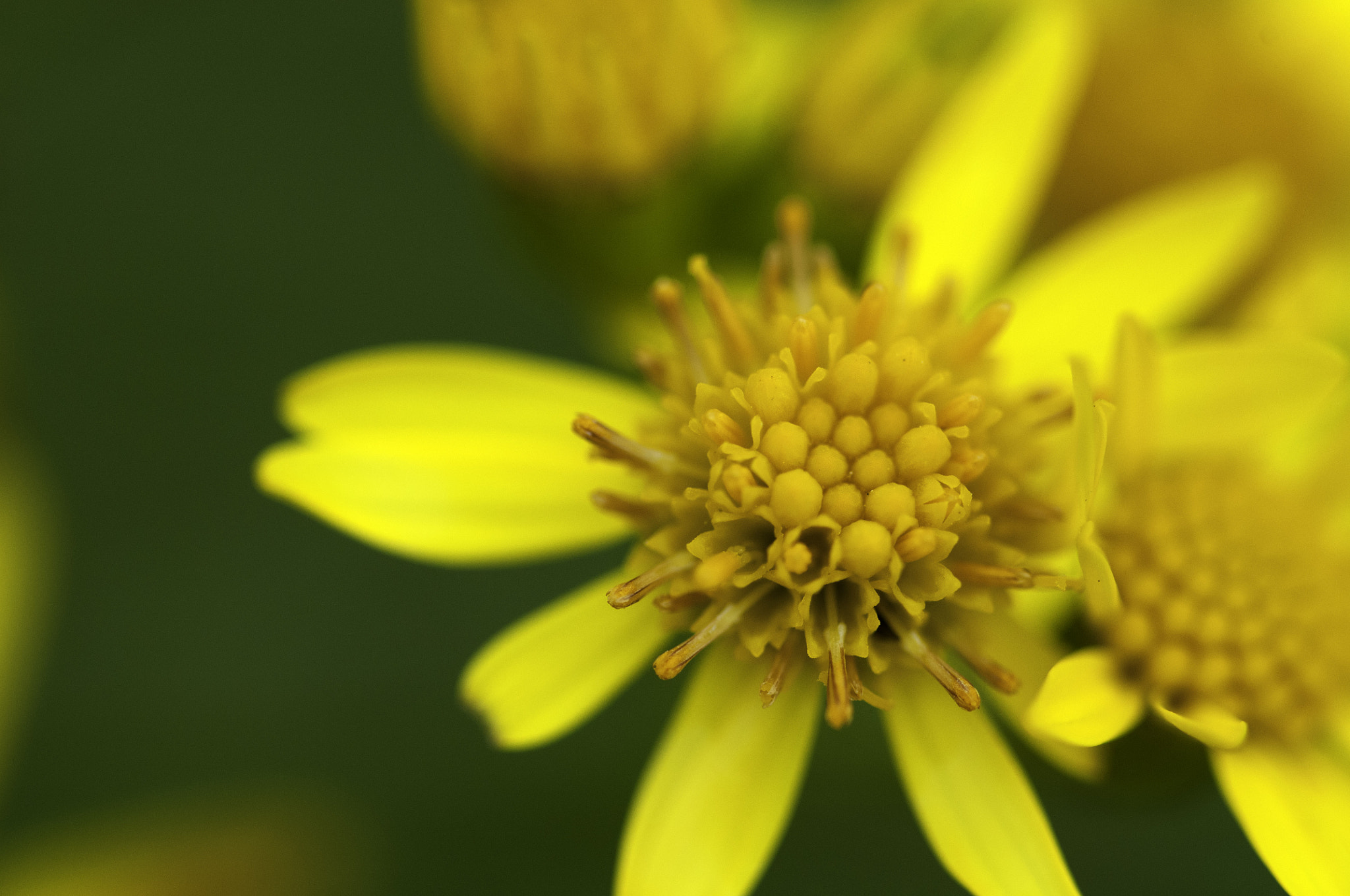 Sigma 105mm F2.8 EX DG OS HSM sample photo. Local hedgerow photography