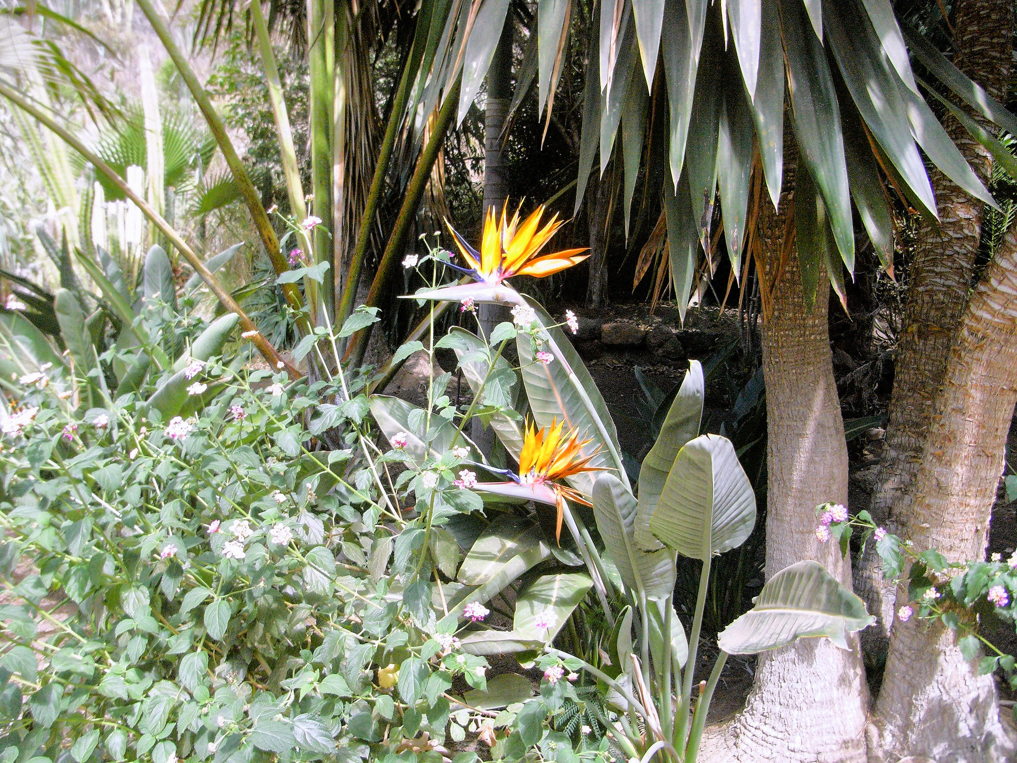 Ricoh Caplio R6 sample photo. Exotic flowers photography