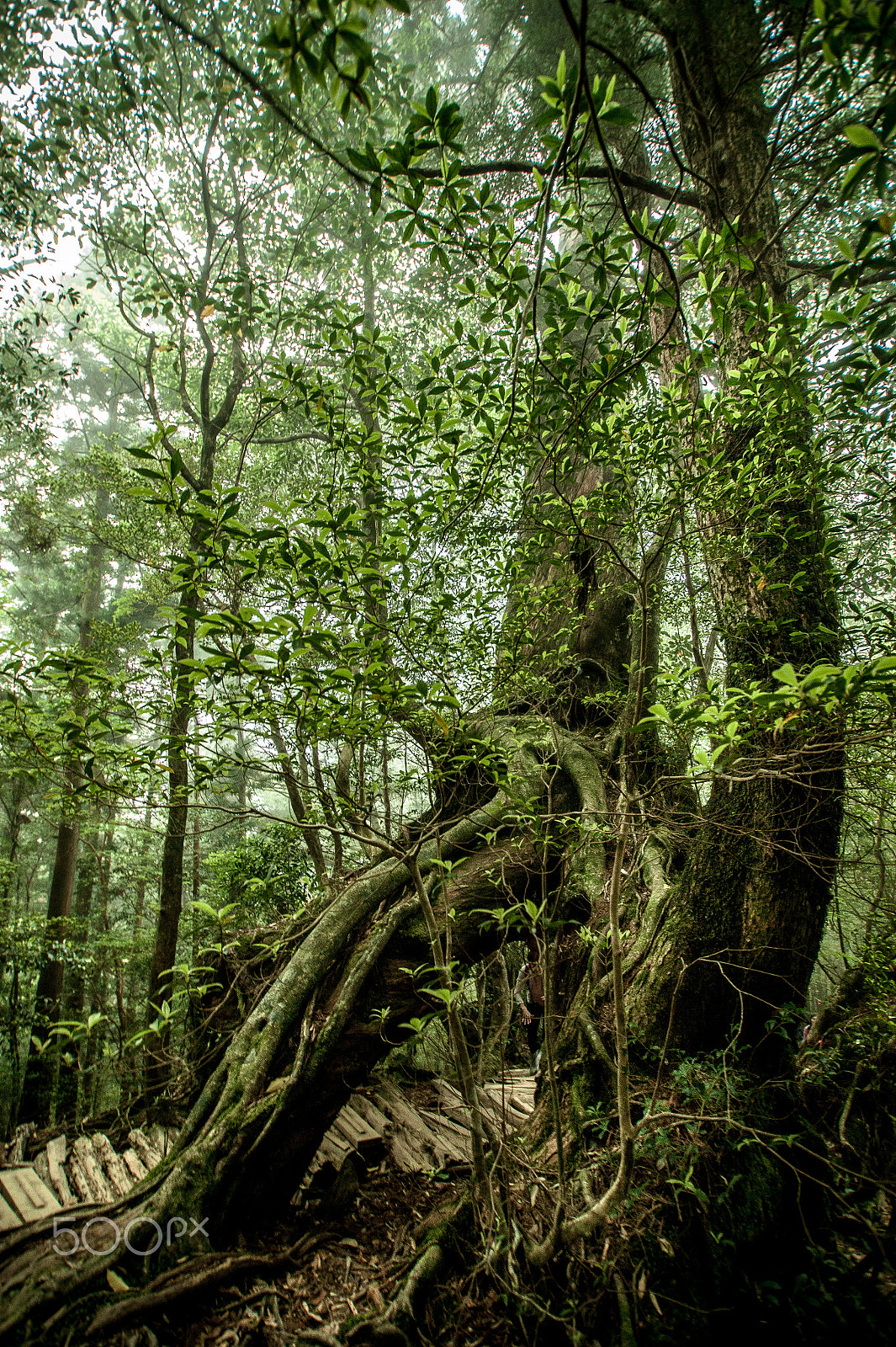 Sony DT 11-18mm F4.5-5.6 sample photo. Japan2013jd photography