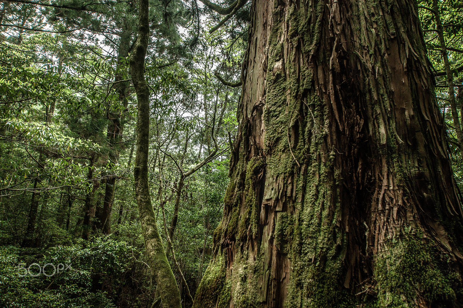 Sony DT 11-18mm F4.5-5.6 sample photo. Japan2013jd photography