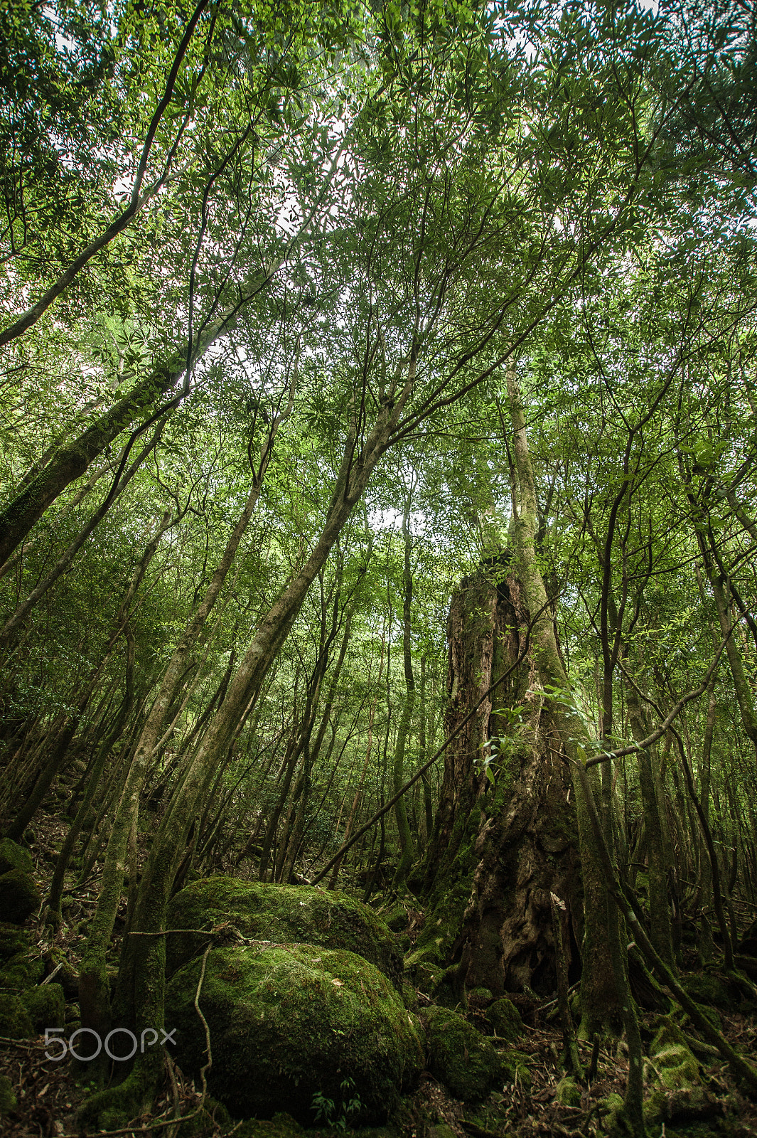 Sony Alpha DSLR-A350 sample photo. Japan2013jd photography